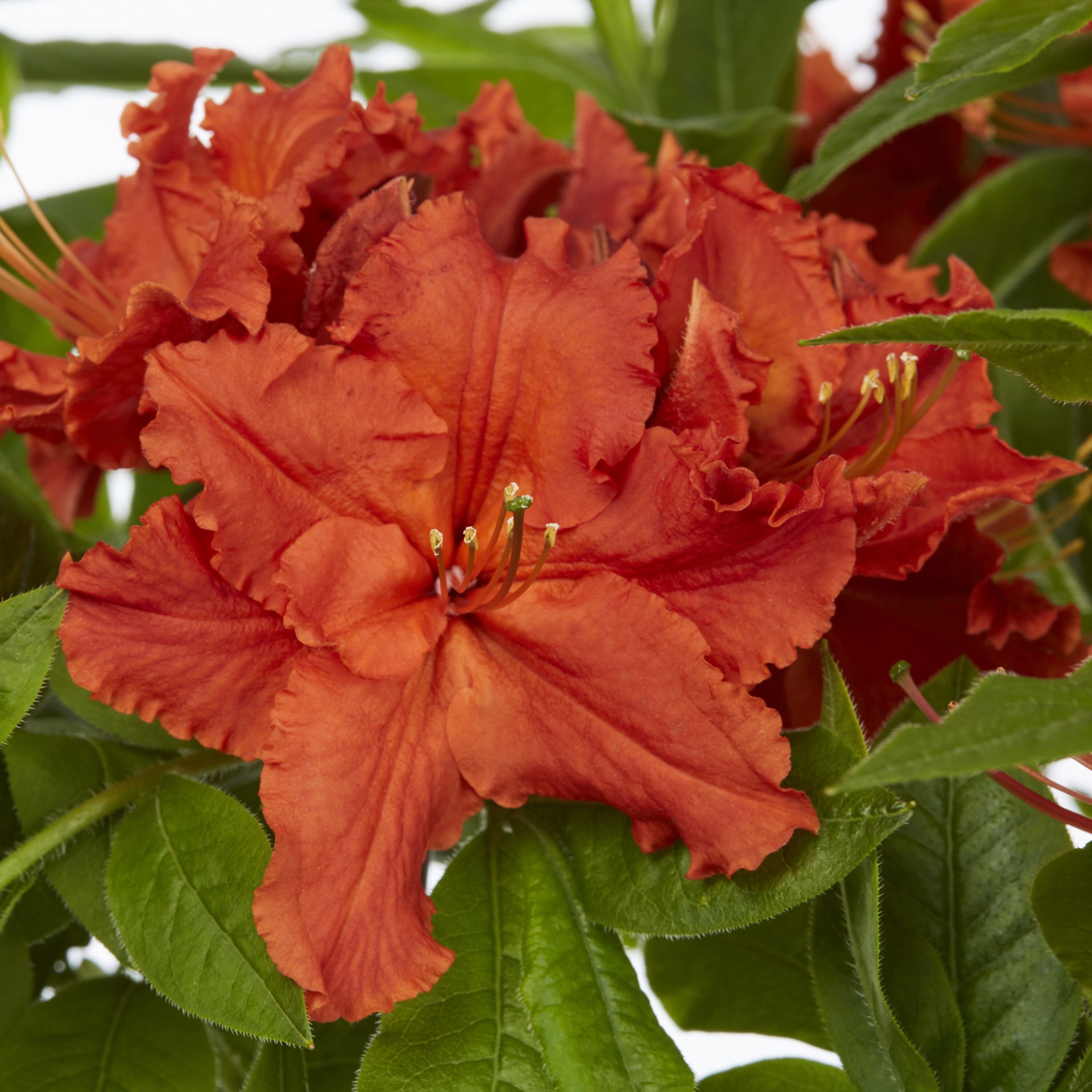 slide 4 of 6, Lowe's Azalea Flowering Shrub in 2.25 -Gallon with Multicolor Blooms, 1 ct