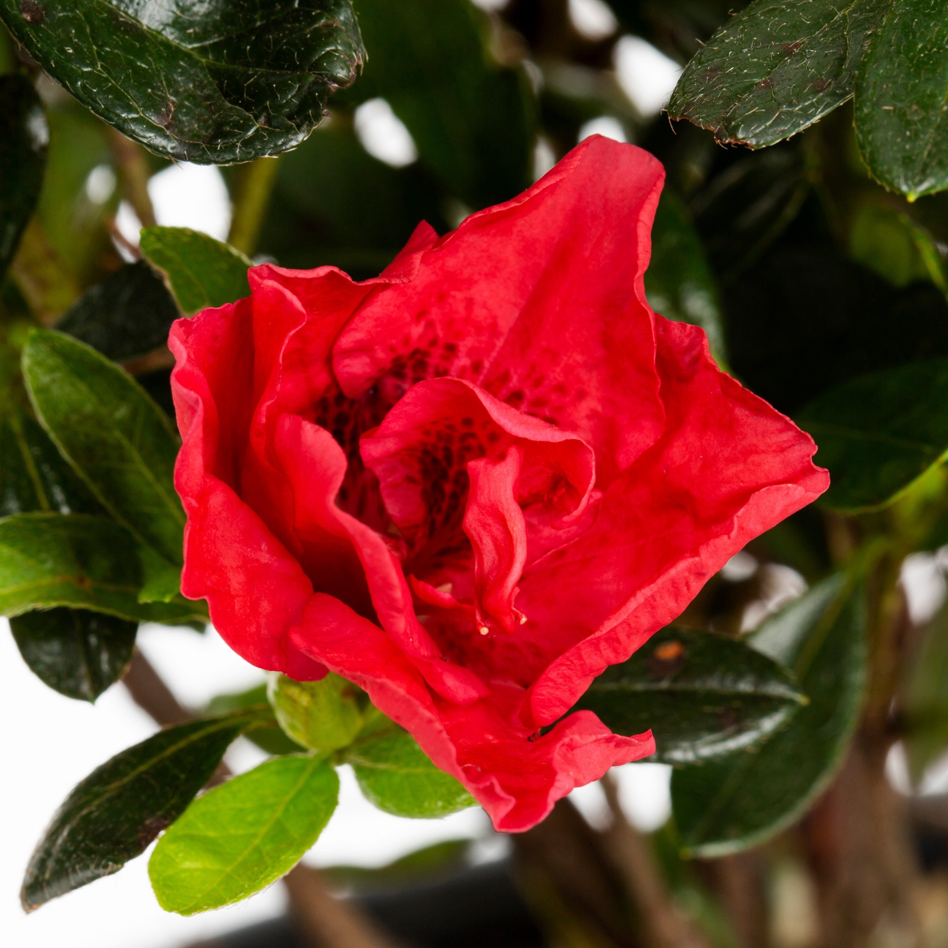 slide 5 of 6, Lowe's Azalea Flowering Shrub in 2.25 -Gallon with Multicolor Blooms, 1 ct