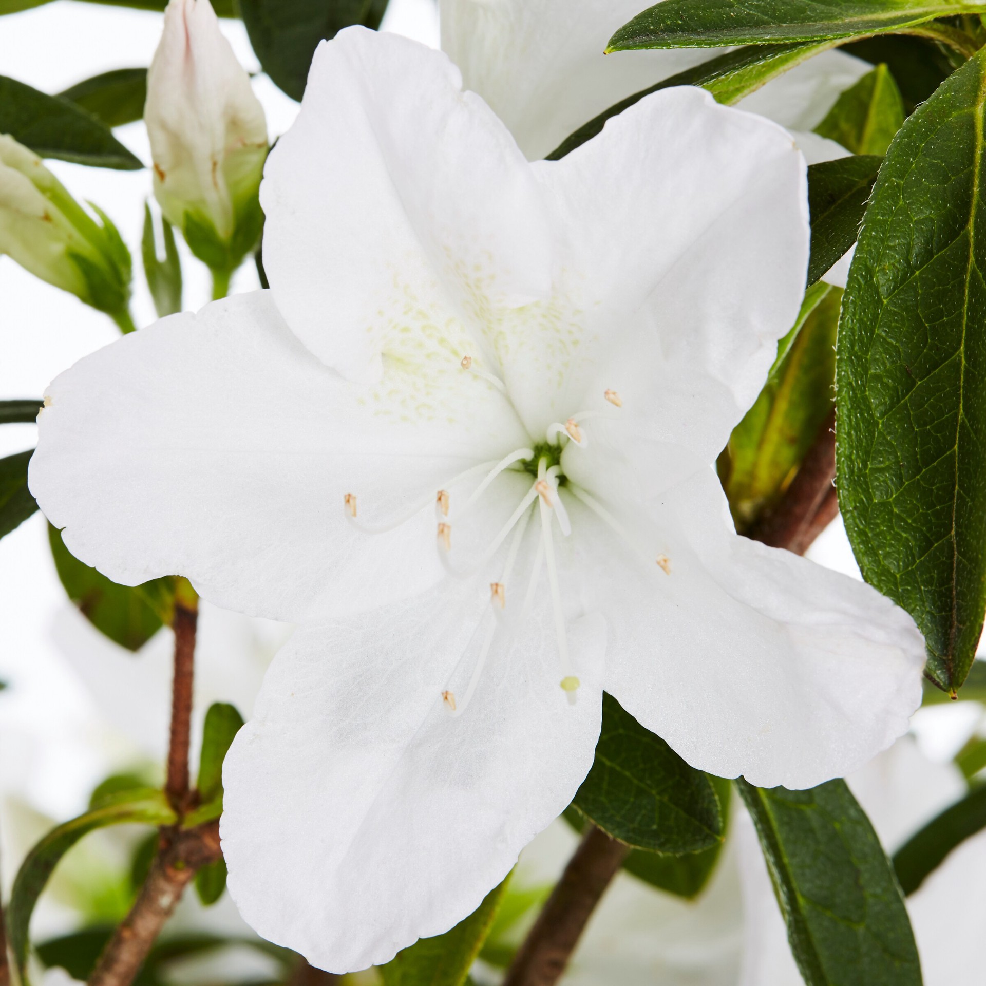 slide 6 of 6, Lowe's Azalea Flowering Shrub in 2.25 -Gallon with Multicolor Blooms, 1 ct