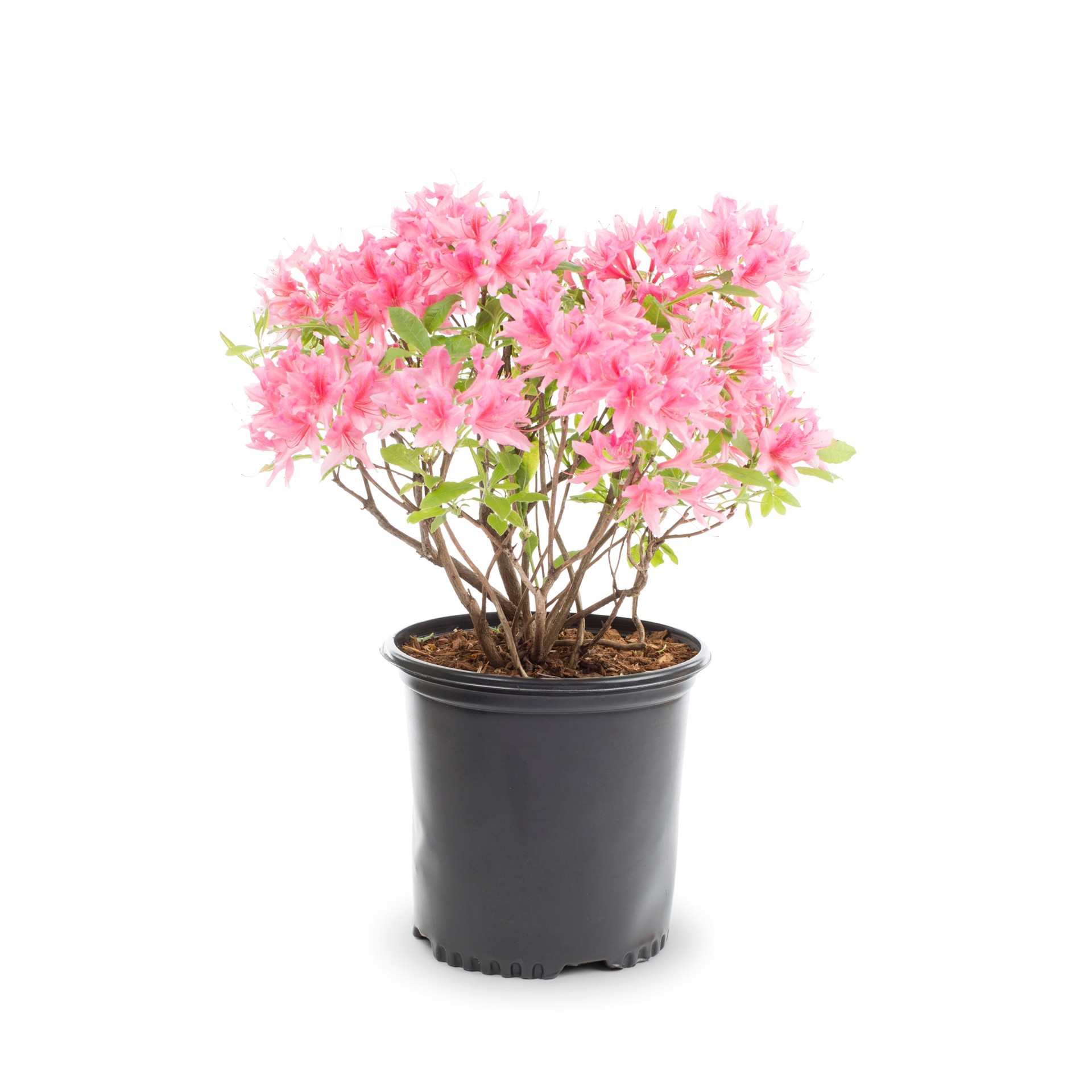 slide 1 of 6, Lowe's Azalea Flowering Shrub in 2.25 -Gallon with Multicolor Blooms, 1 ct
