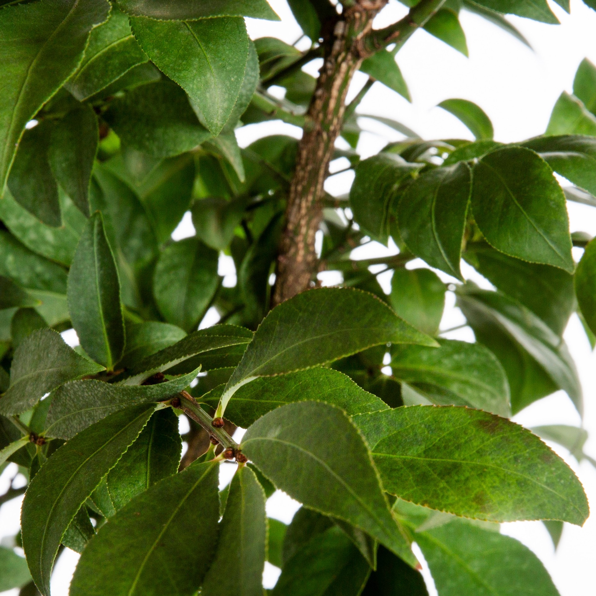 slide 2 of 2, Lowe's Emerald Gaiety Shrub in 2.5 -Quart, 1 ct