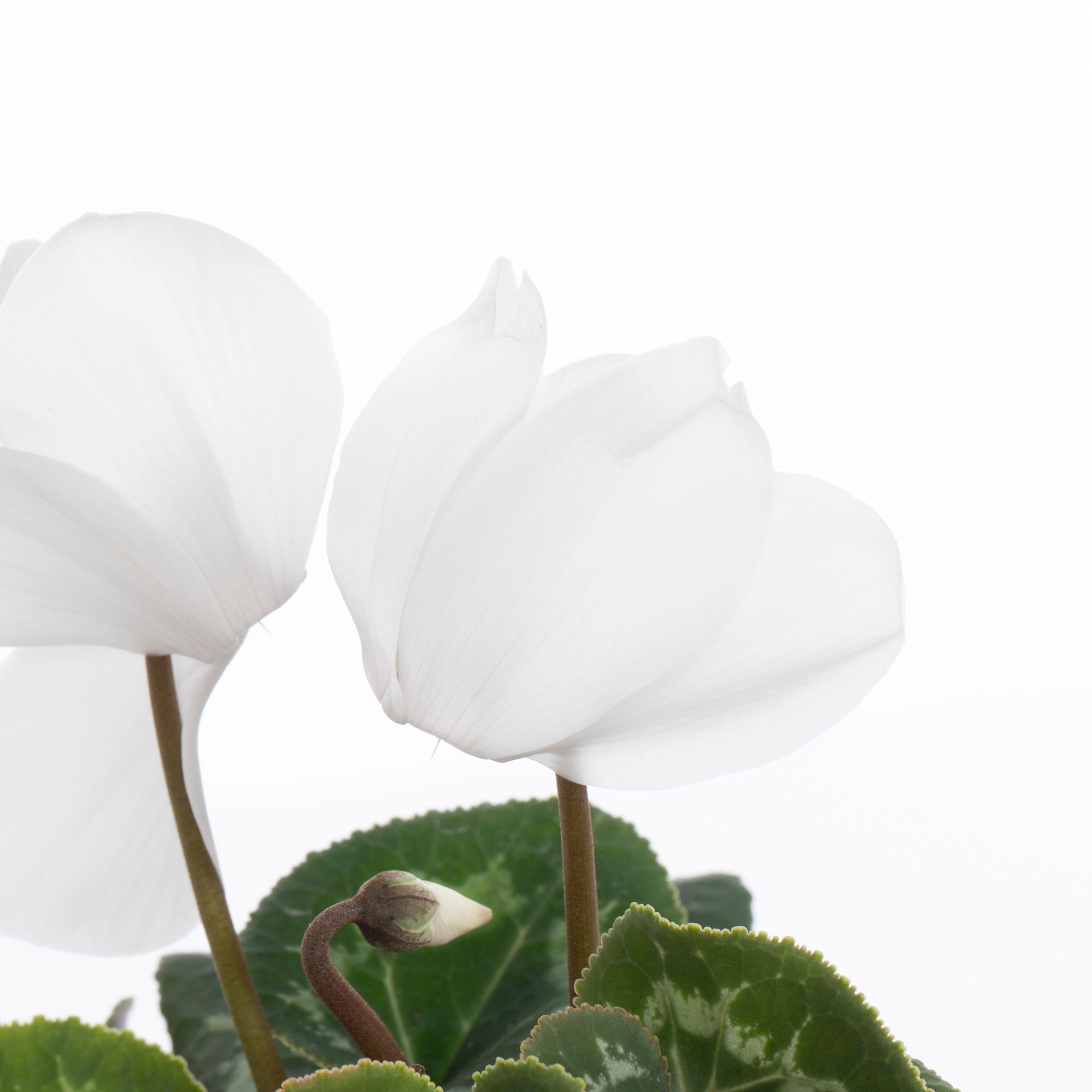 slide 2 of 2, Lowe's Multicolor Cyclamen in 1-Pint Pot, 1 ct