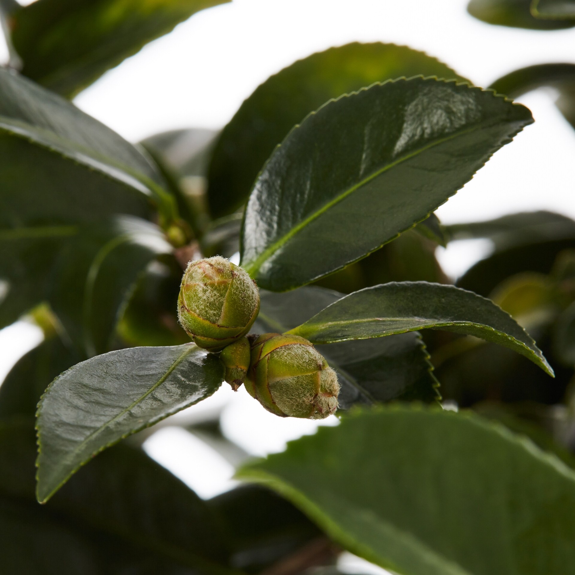 slide 2 of 2, Lowe's Sasanqua Camellia Shrub in 2.25 -Gallon, 1 ct