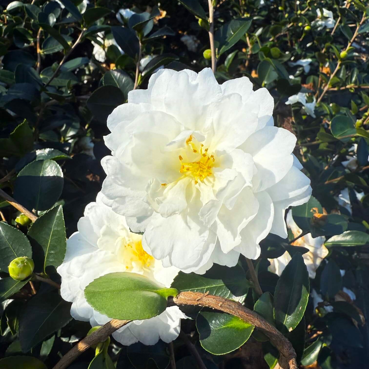 slide 3 of 4, Lowe's Sasanqua Camellia Shrub in 2.25 -Gallon, 1 ct