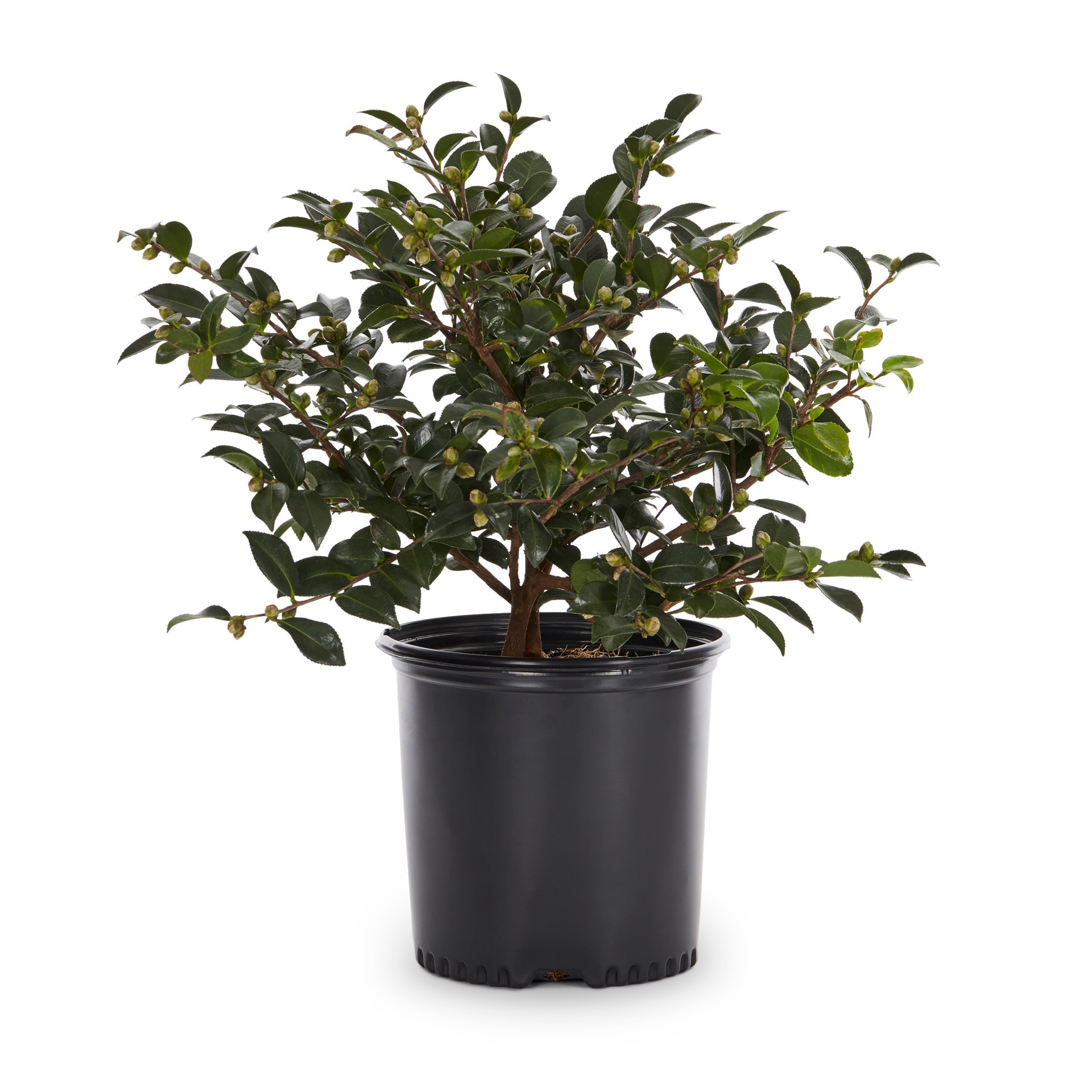 slide 1 of 2, Lowe's Sasanqua Camellia Shrub in 2.25 -Gallon, 1 ct