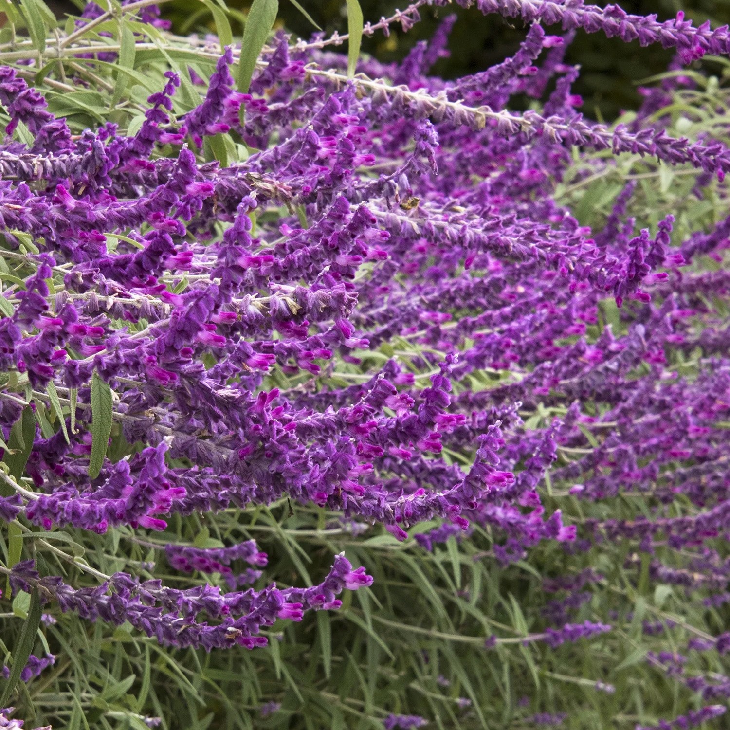 slide 2 of 5, Lowe's Purple Mexican Bush Sage Plant in 2 -Quart Pot 1.0 -Pack, 1 ct