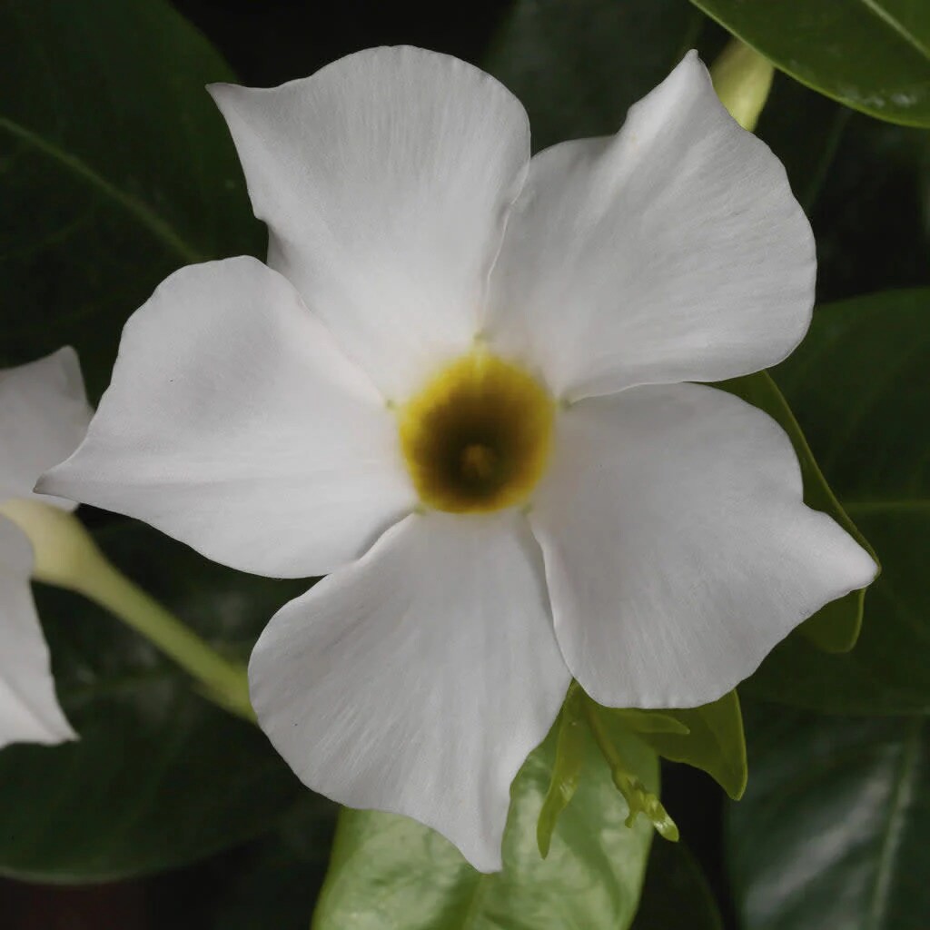 slide 2 of 4, Lowe's Multicolor White Mandevilla Plant in 2.5 -Quart Pot 1 -Pack, 1 ct