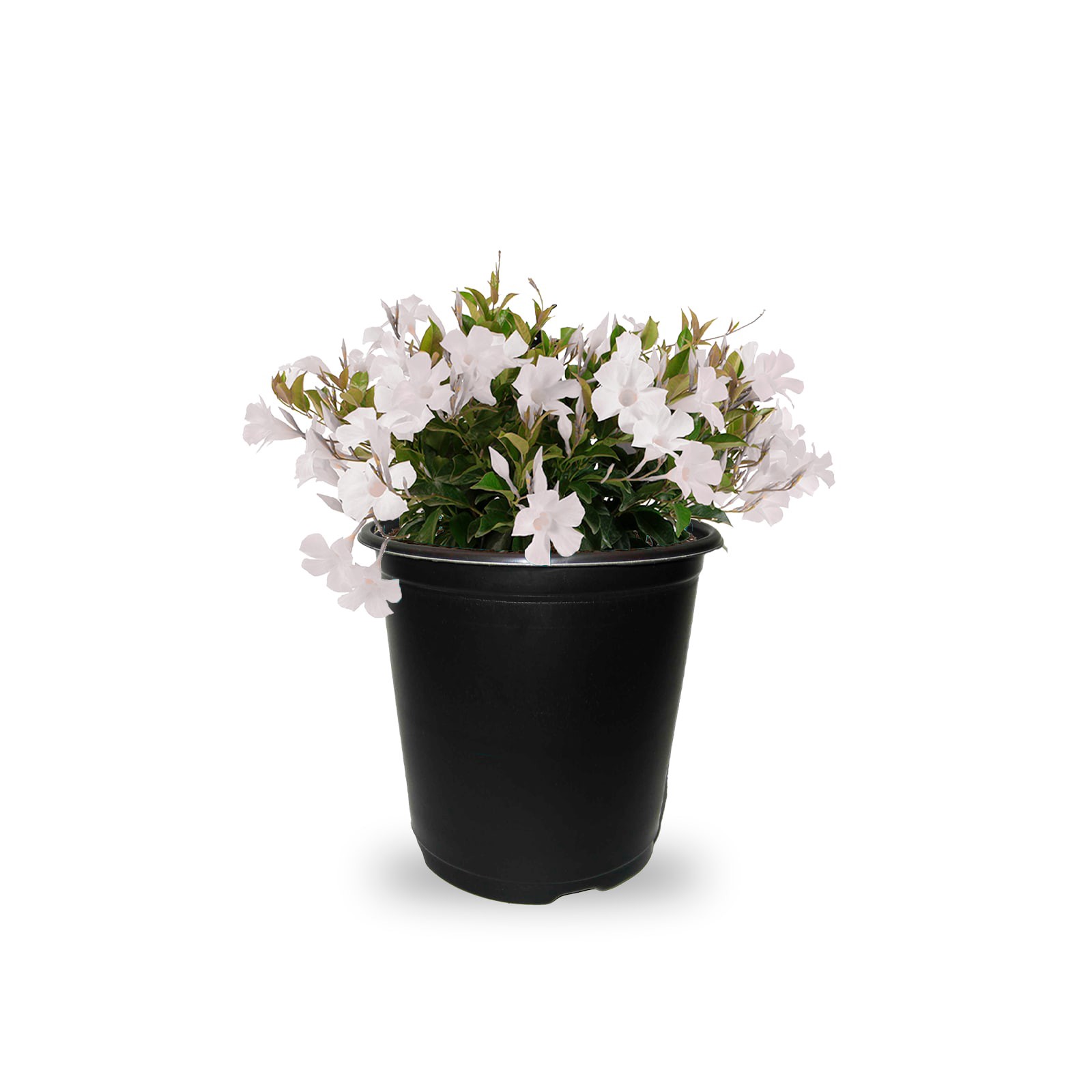 slide 1 of 4, Lowe's Multicolor White Mandevilla Plant in 2.5 -Quart Pot 1 -Pack, 1 ct