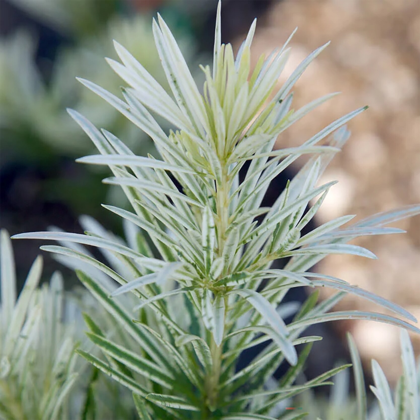 slide 2 of 4, Lowe's Roman Candle#8482 Podocarpus Accent Shrub in 2.00 -Gallon Pot 1 -Pack, 1 ct