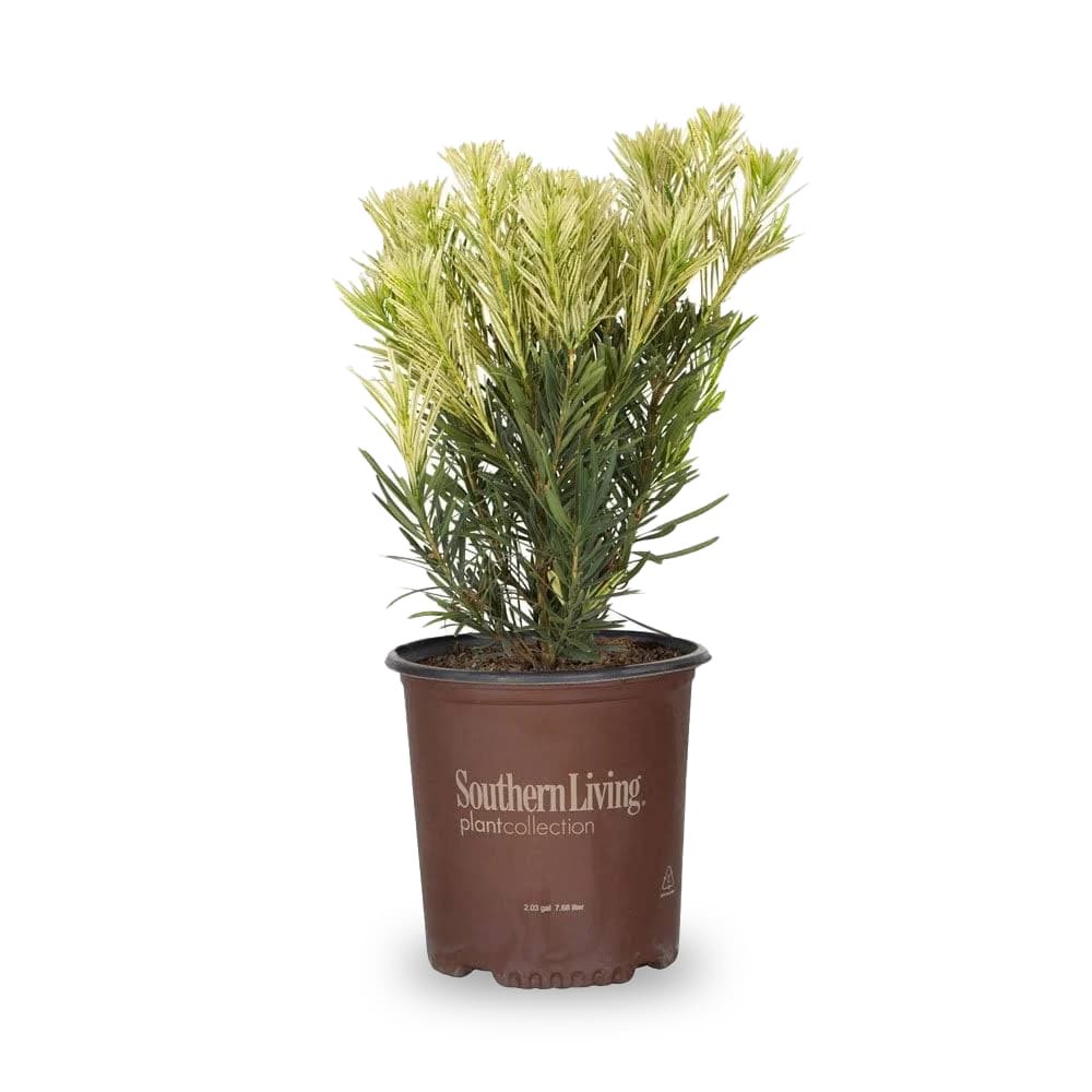slide 1 of 4, Lowe's Roman Candle#8482 Podocarpus Accent Shrub in 2.00 -Gallon Pot 1 -Pack, 1 ct