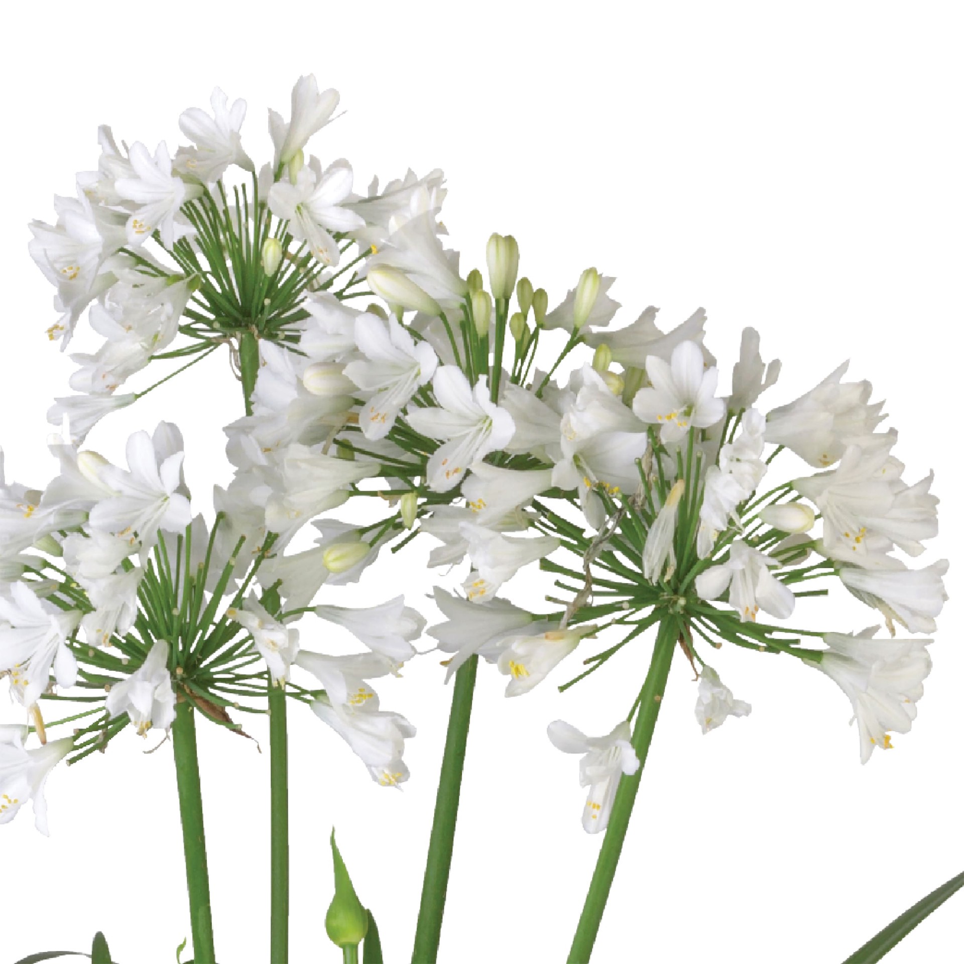 slide 2 of 4, Lowe's Ever White Agapanthus Flowering Shrub in 1.5 -Gallon Pot 1 -Pack with White Blooms, 1 ct
