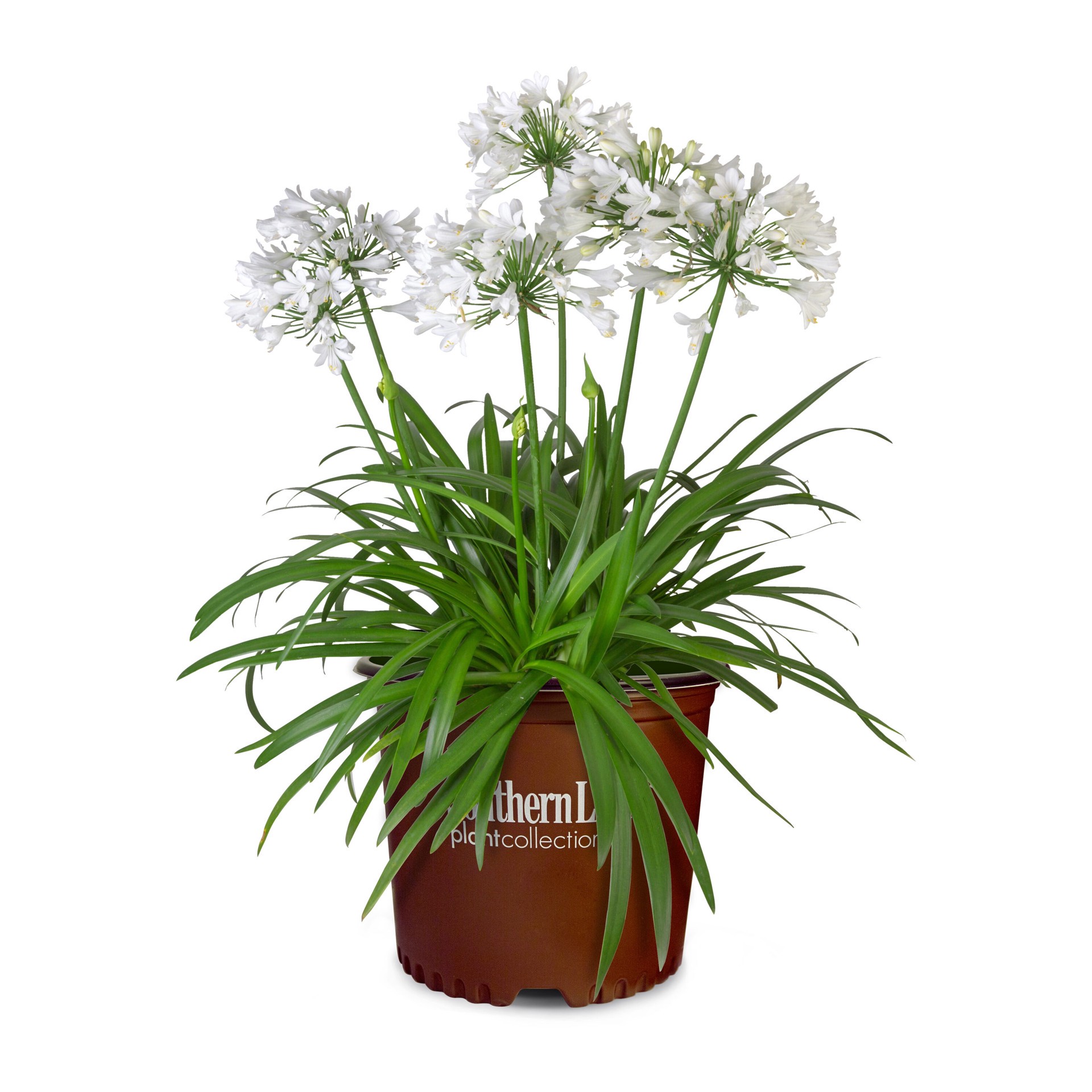 slide 1 of 4, Lowe's Ever White Agapanthus Flowering Shrub in 1.5 -Gallon Pot 1 -Pack with White Blooms, 1 ct