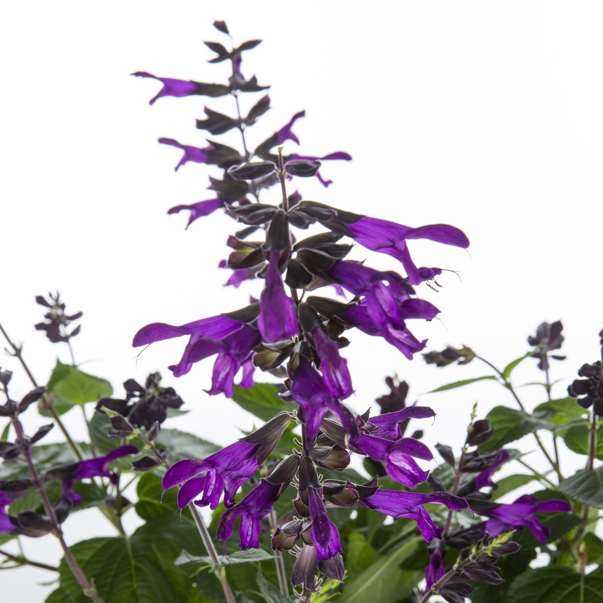 slide 2 of 4, Lowe's Purple Autumn Sage Plant in 2.5 -Quart Pot 1 -Pack, 1 ct