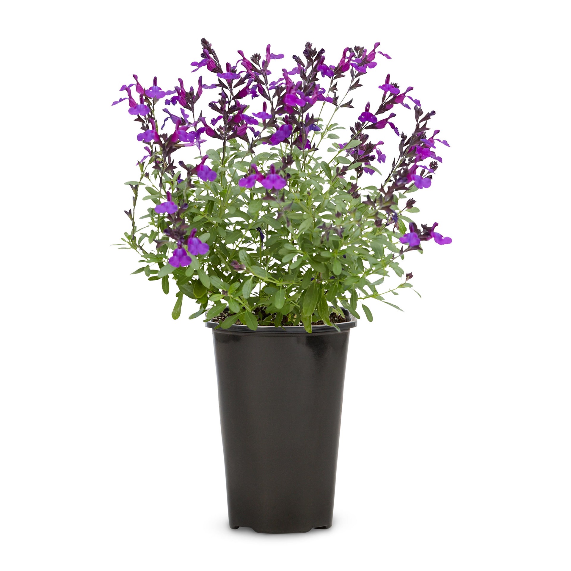 slide 1 of 4, Lowe's Purple Autumn Sage Plant in 2.5 -Quart Pot 1 -Pack, 1 ct