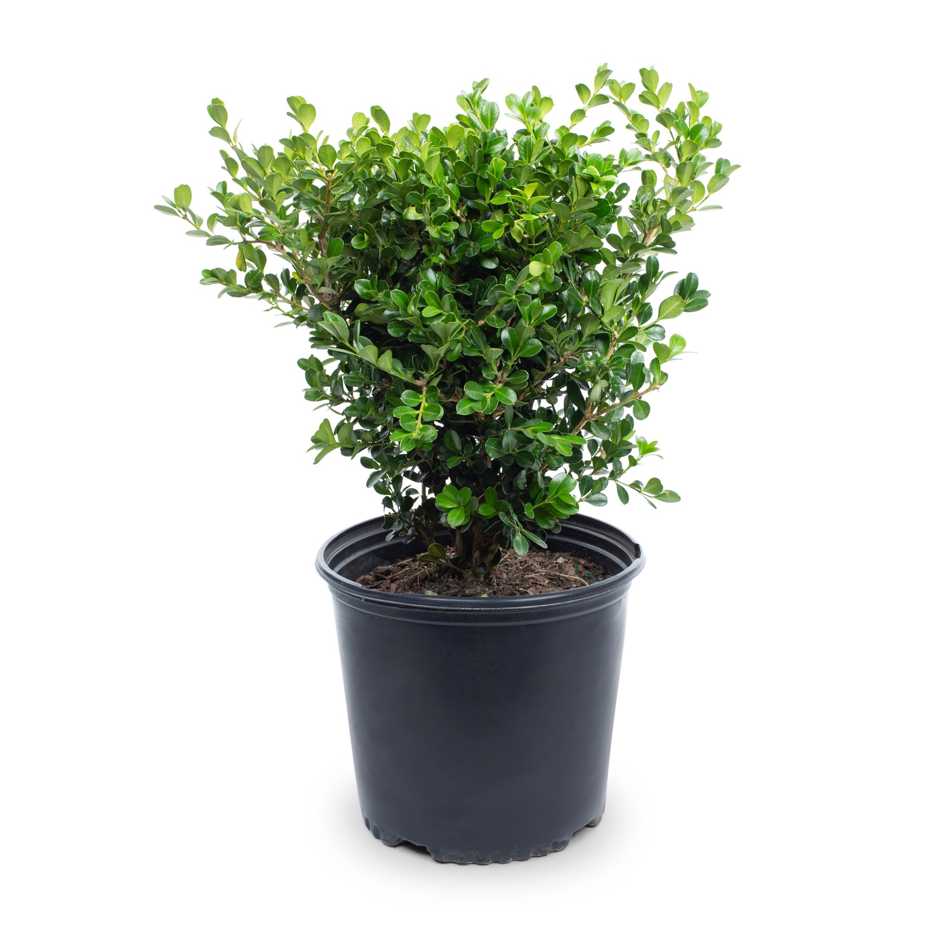 slide 1 of 4, Lowe's Green Gem Boxwood Foundation/Hedge Shrub in 2.25 -Gallon Pot 1 -Pack with Multicolor Blooms, 1 ct