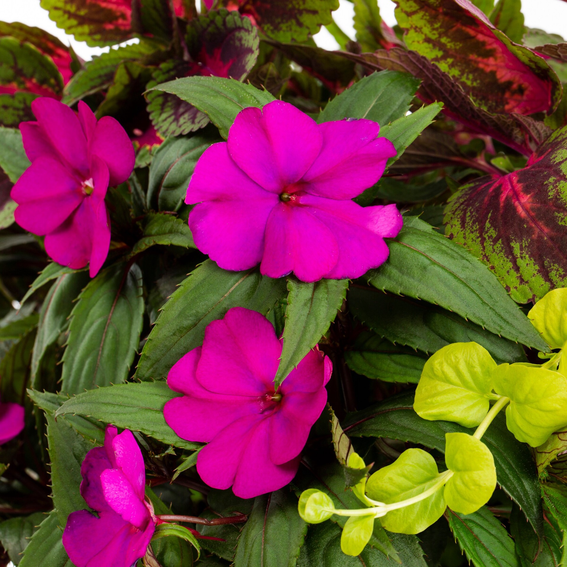 slide 2 of 3, Lowe's Multicolor Mixed Annuals Combo 505 in 2.5-Gallons Planter, 1 ct