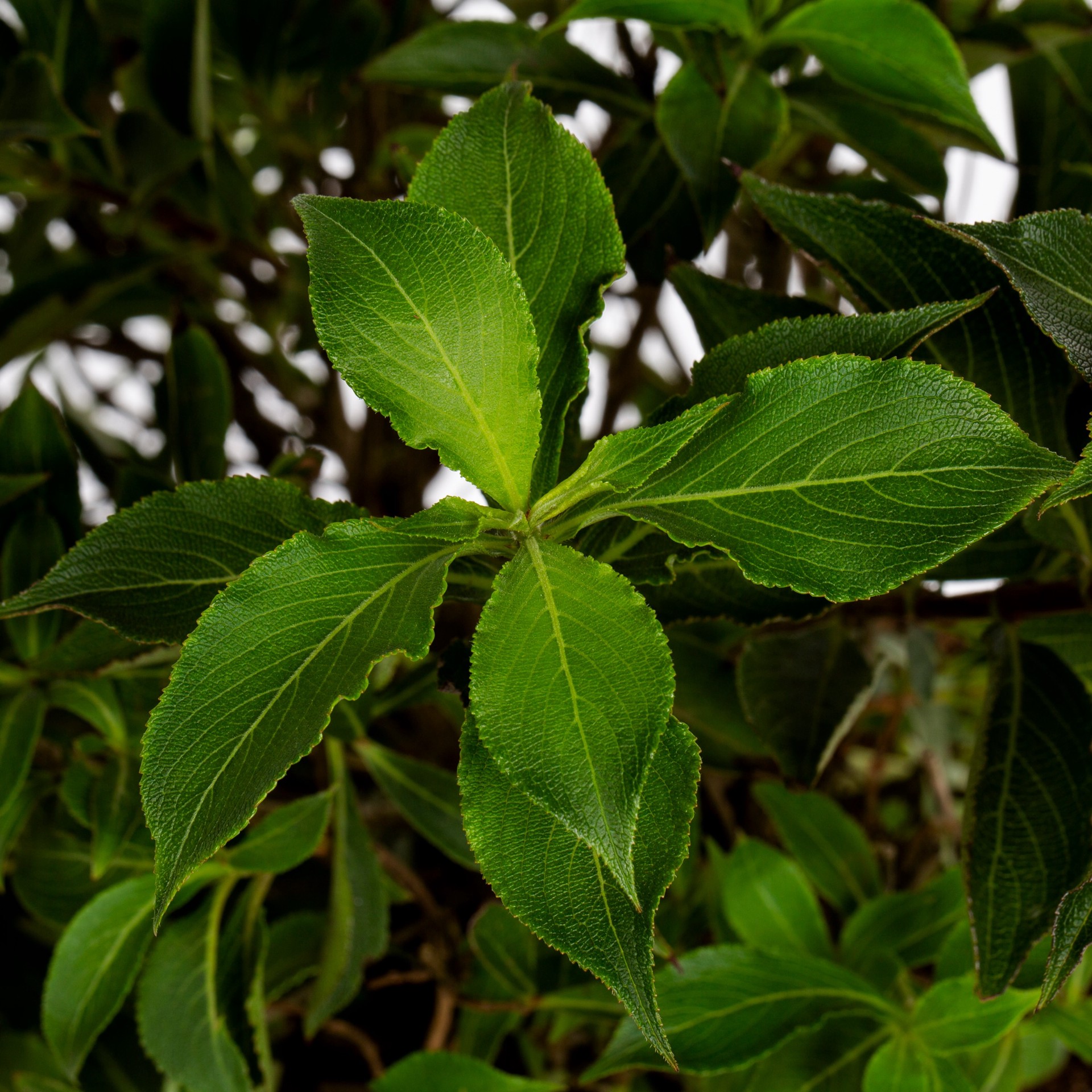 slide 2 of 2, Lowe's Weigela Accent Shrub in 2.25 -Gallon Pot with Multicolor Blooms, 1 ct