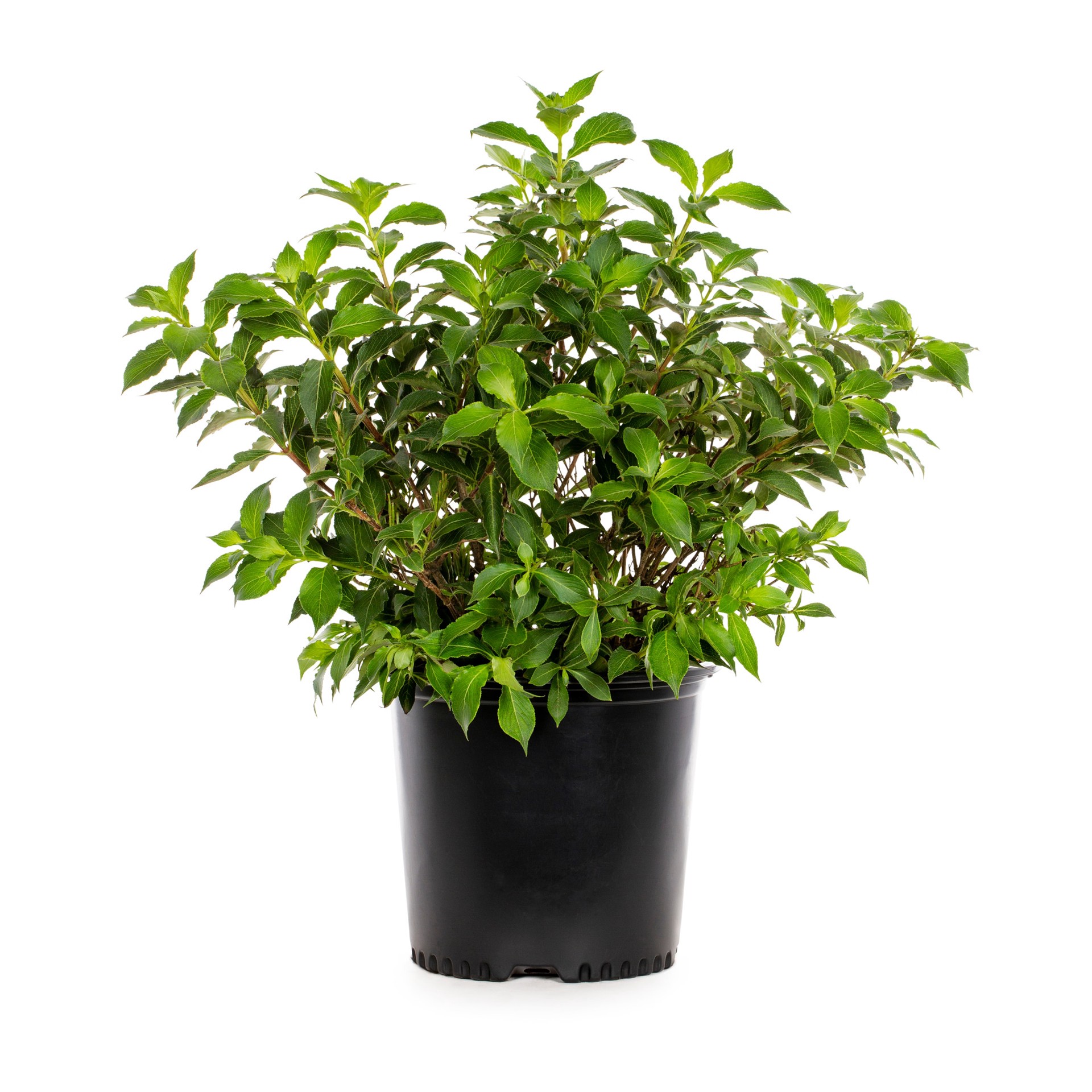 slide 1 of 2, Lowe's Weigela Accent Shrub in 2.25 -Gallon Pot with Multicolor Blooms, 1 ct