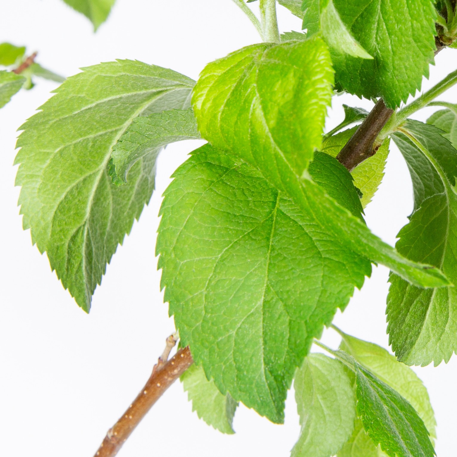 slide 2 of 2, Lowe's 3.58 -Gallon Granny Smith Apple, 1 ct