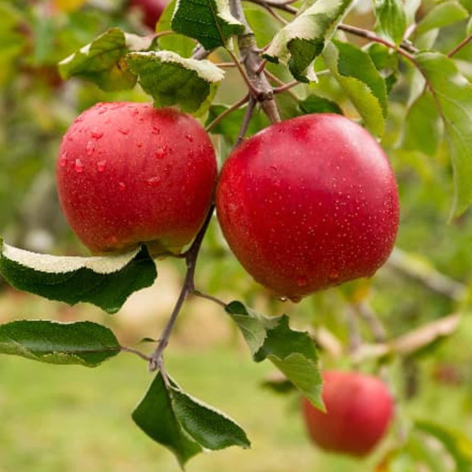 slide 2 of 3, Lowe's Red Delicious Dwarf Apple Tree - Medium to Large-Sized Red Apples, Crisp and Juicy, Sweet Flavor - Perfect for Fresh Eating and Desserts, 1 ct