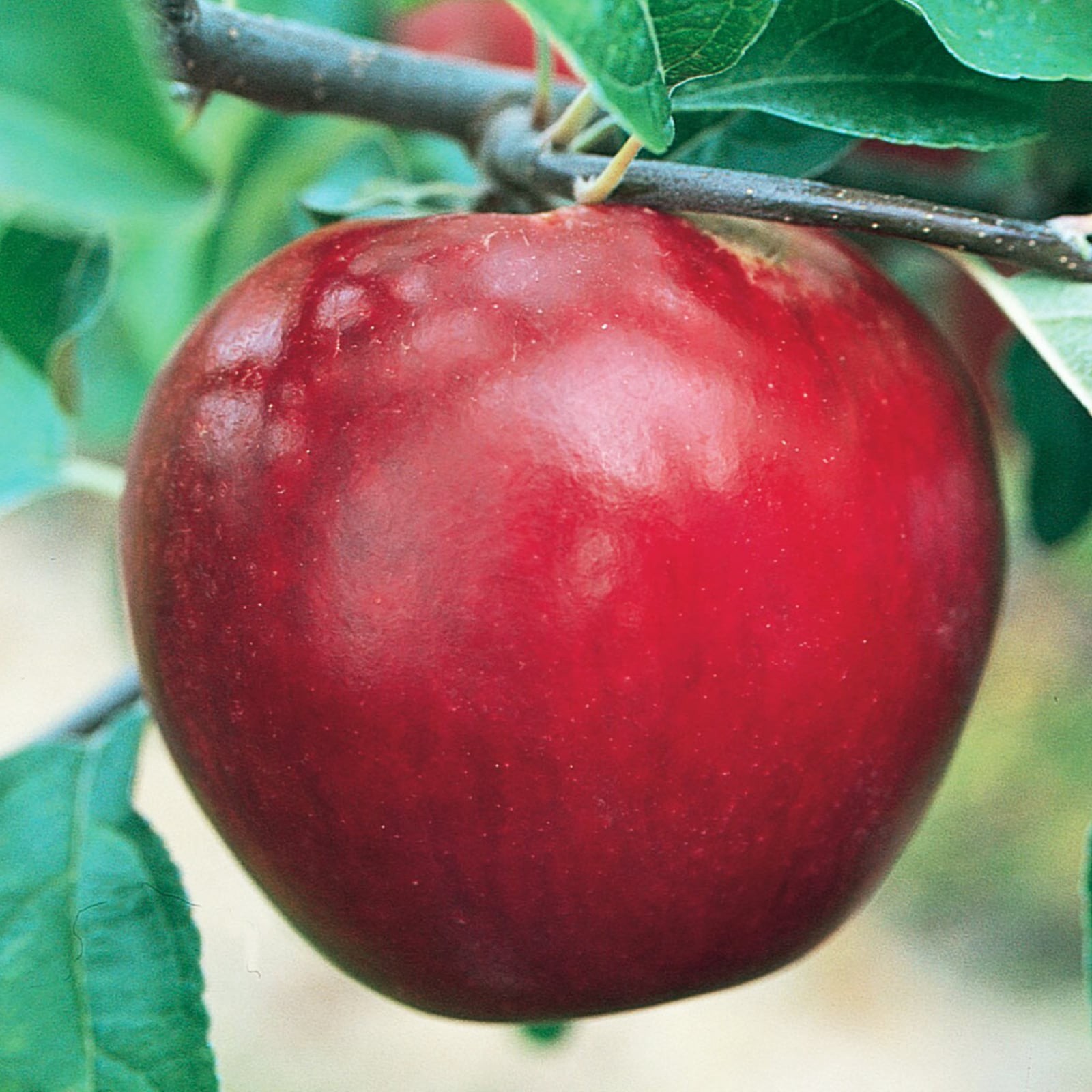 slide 3 of 3, Lowe's Red Delicious Dwarf Apple Tree - Medium to Large-Sized Red Apples, Crisp and Juicy, Sweet Flavor - Perfect for Fresh Eating and Desserts, 1 ct