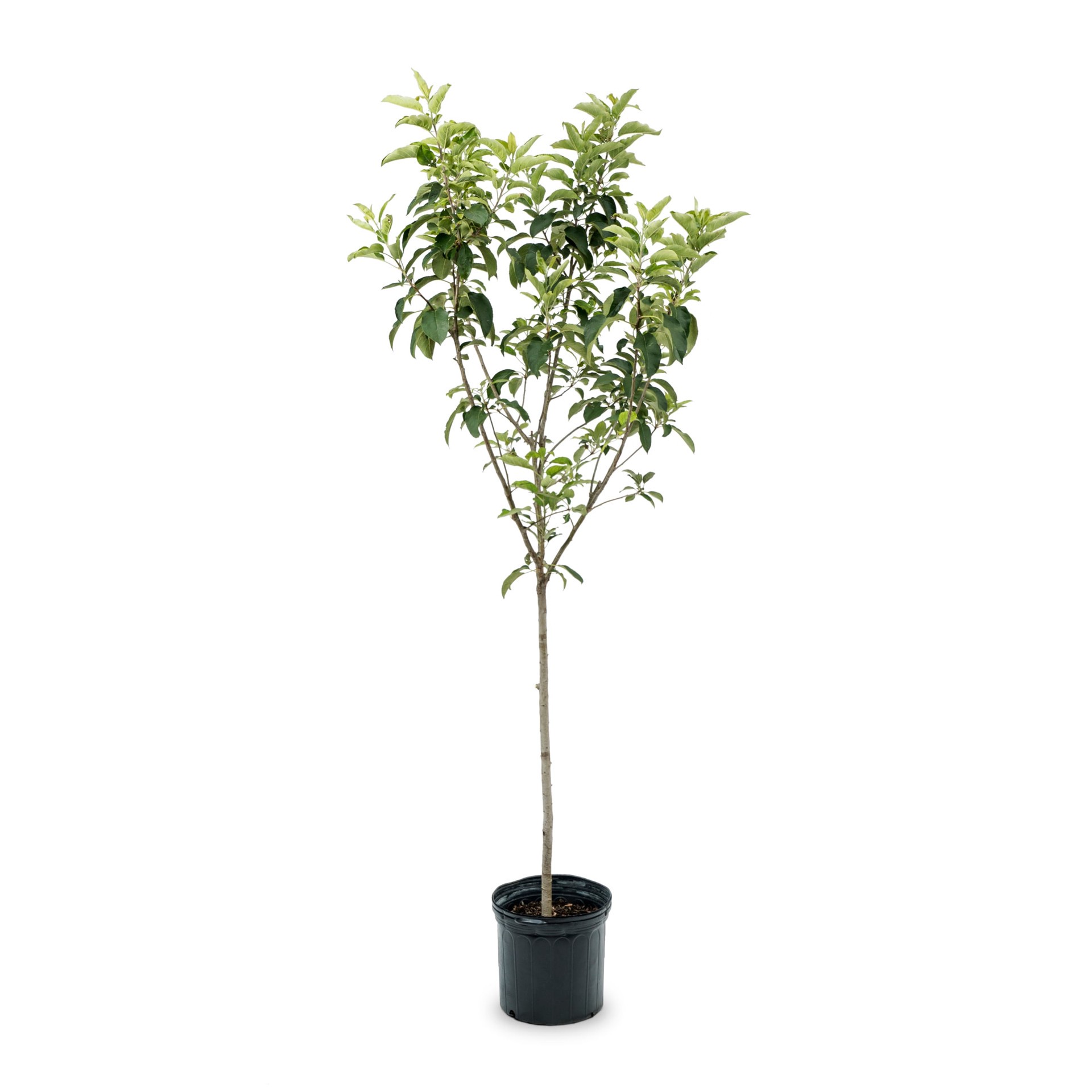 slide 1 of 3, Lowe's Red Delicious Dwarf Apple Tree - Medium to Large-Sized Red Apples, Crisp and Juicy, Sweet Flavor - Perfect for Fresh Eating and Desserts, 1 ct