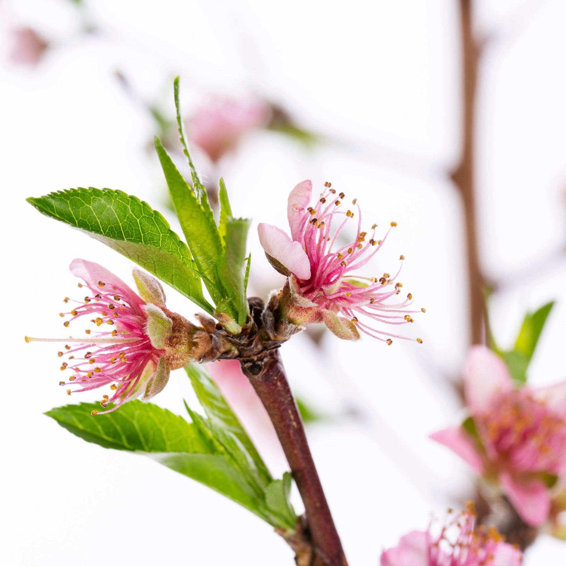 slide 2 of 2, Lowe's Red Haven Peach Tree (Prunus persica) - Medium Growth Rate, Full Sun, Self-Fertile, Firm Yellow Freestone Flesh, 1 ct