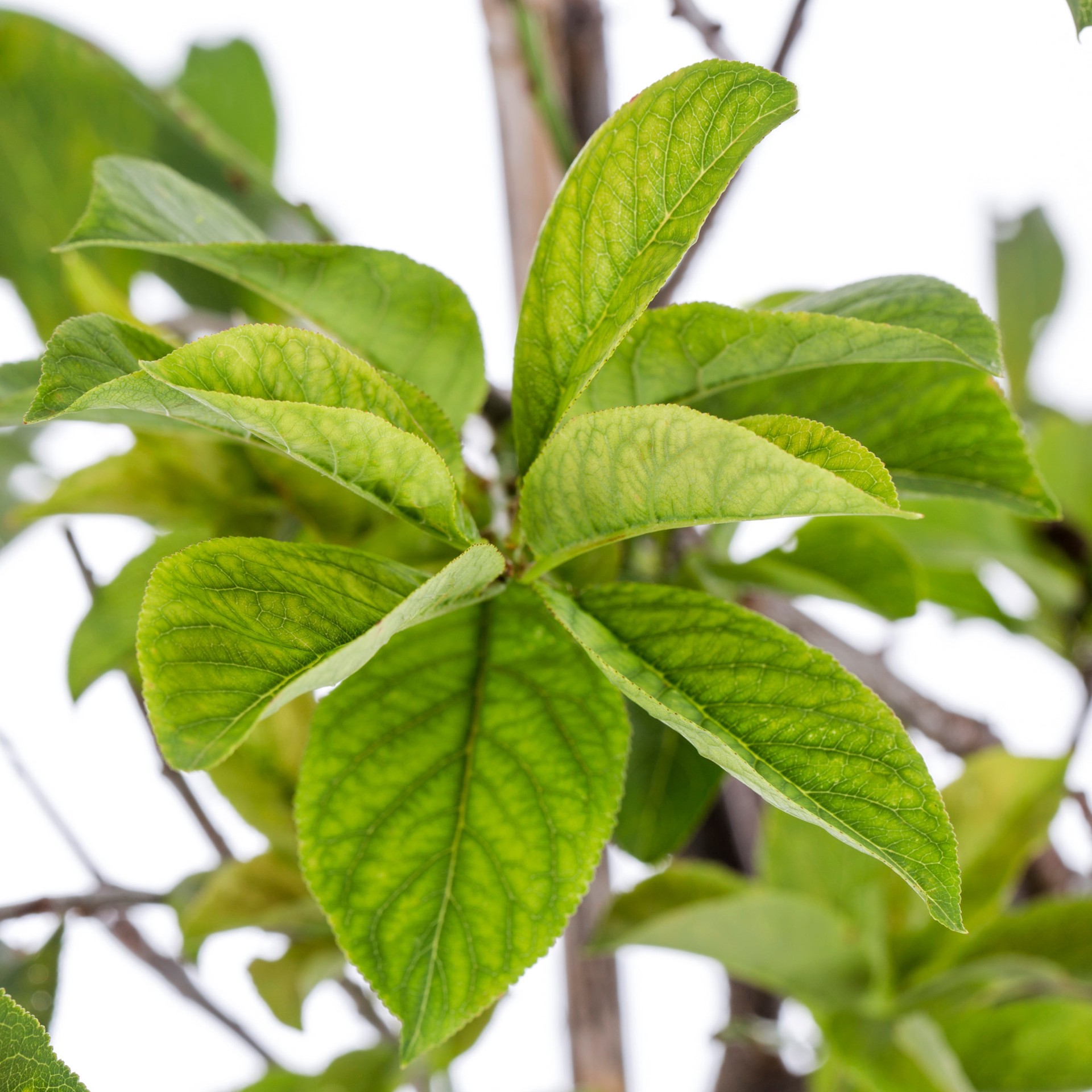 slide 2 of 3, Lowe's Large Fruit Plants for Spacious Gardens, Minimum Spacing: 360 Inches, High-Yield Varieties for Abundant Harvests, 1 ct