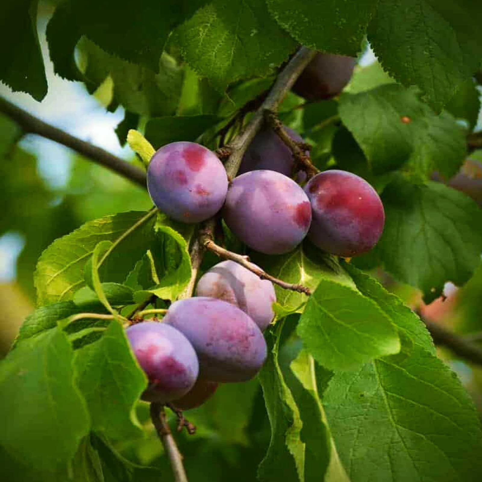 slide 3 of 3, Lowe's Large Fruit Plants for Spacious Gardens, Minimum Spacing: 360 Inches, High-Yield Varieties for Abundant Harvests, 1 ct