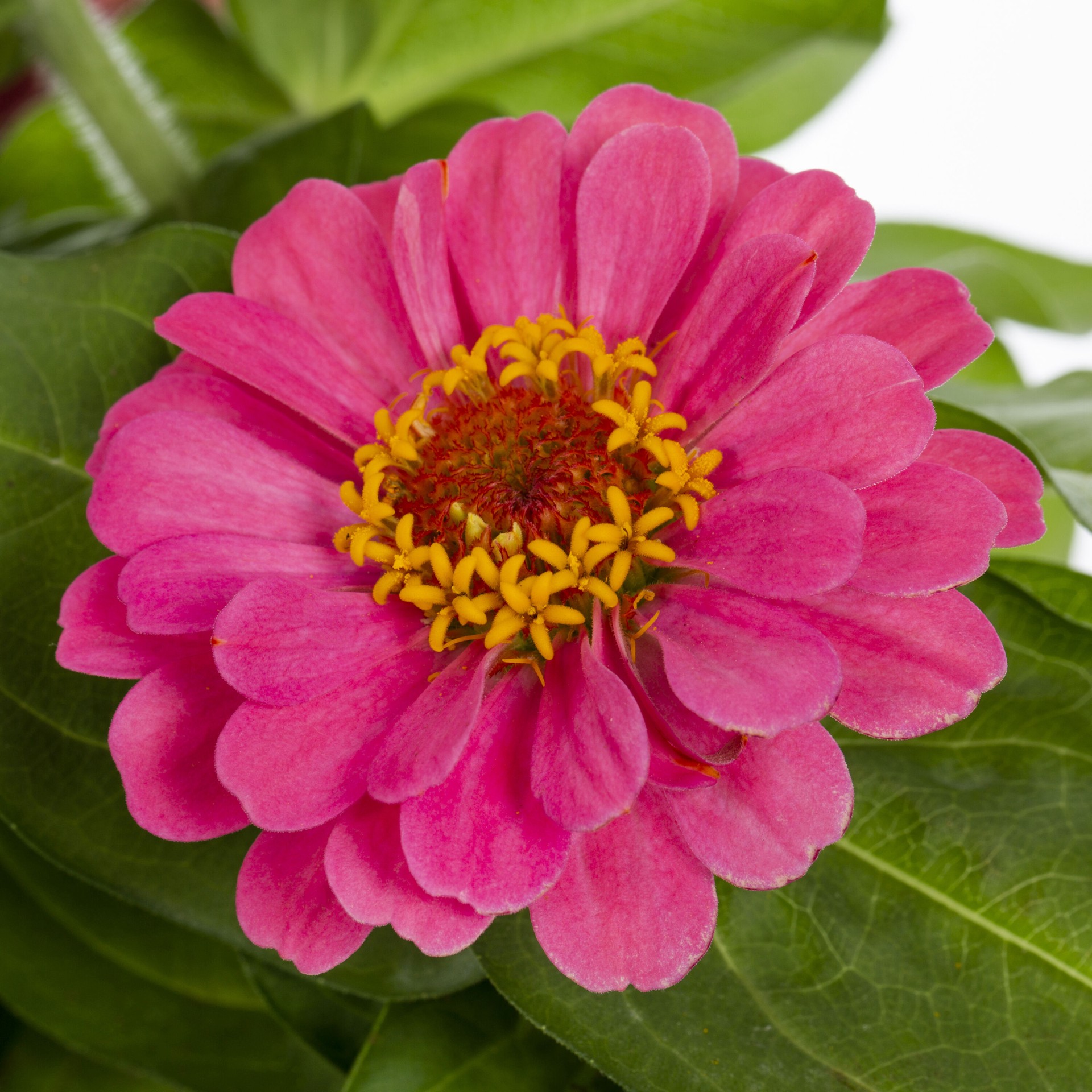 slide 2 of 4, Lowe's Multicolor Zinnia in 2.5 Quart(s) Pot 1 -Pack, 1 ct