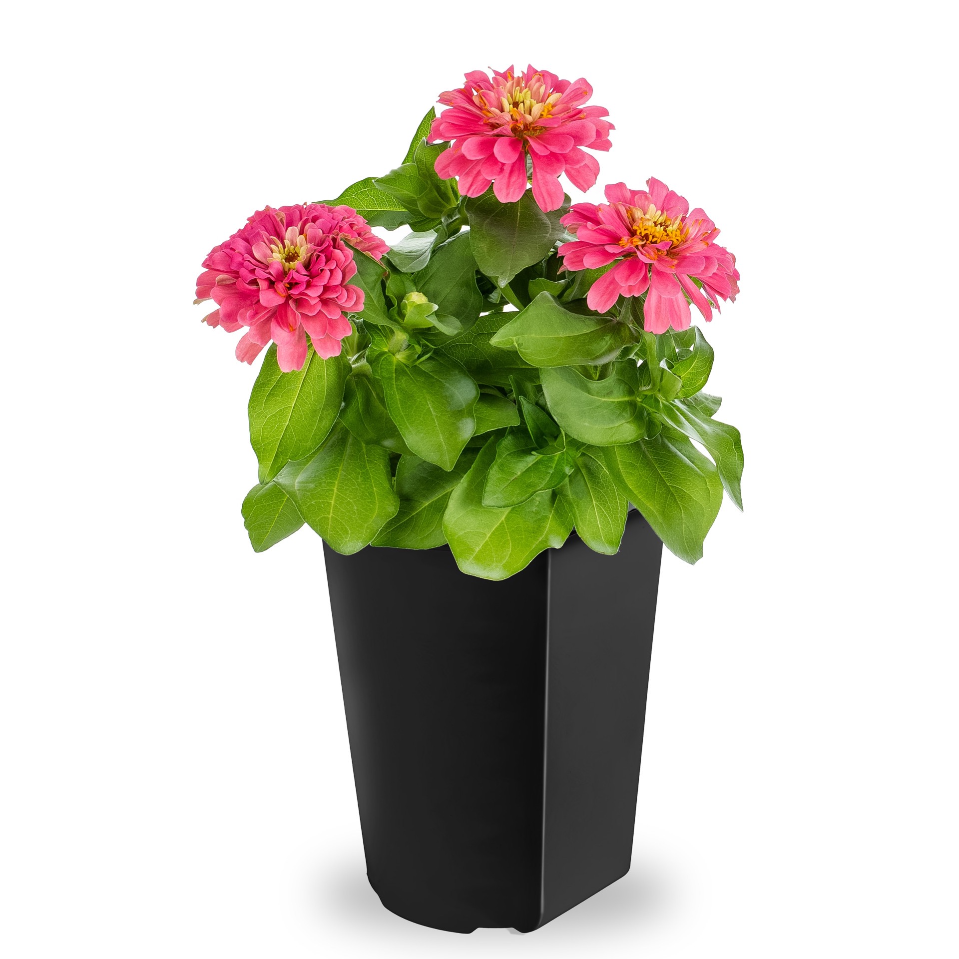 slide 1 of 4, Lowe's Multicolor Zinnia in 2.5 Quart(s) Pot 1 -Pack, 1 ct