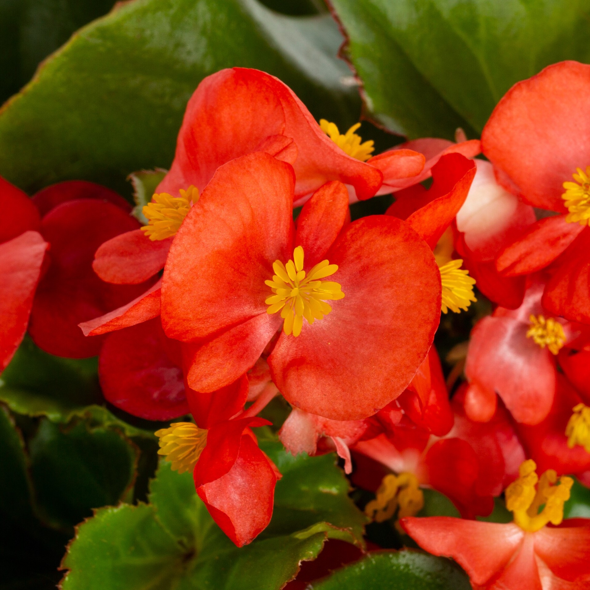 slide 2 of 4, Lowe's Multicolor Tuber Begonia mixed in 3.00 Quart(s) Planter 1 -Pack, 1 ct