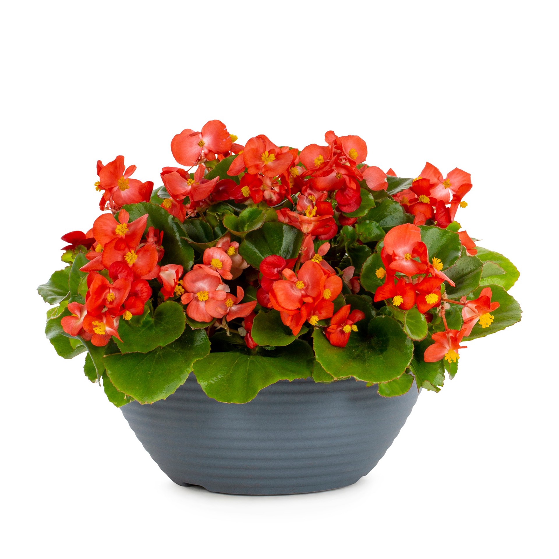 slide 1 of 4, Lowe's Multicolor Tuber Begonia mixed in 3.00 Quart(s) Planter 1 -Pack, 1 ct