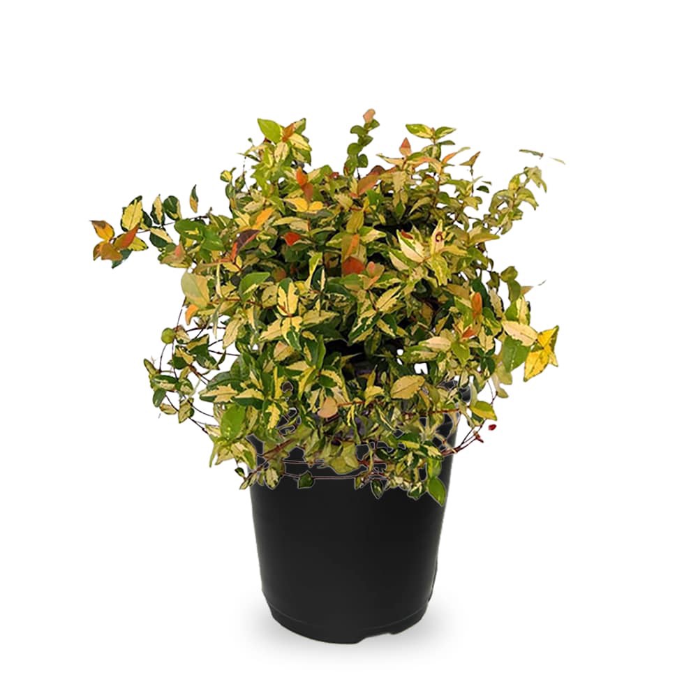 slide 1 of 4, Lowe's Summer Sunset Asian Jasmine Flowering Shrub in 2.5 -Quart Pot 1 -Pack with White Blooms, 1 ct