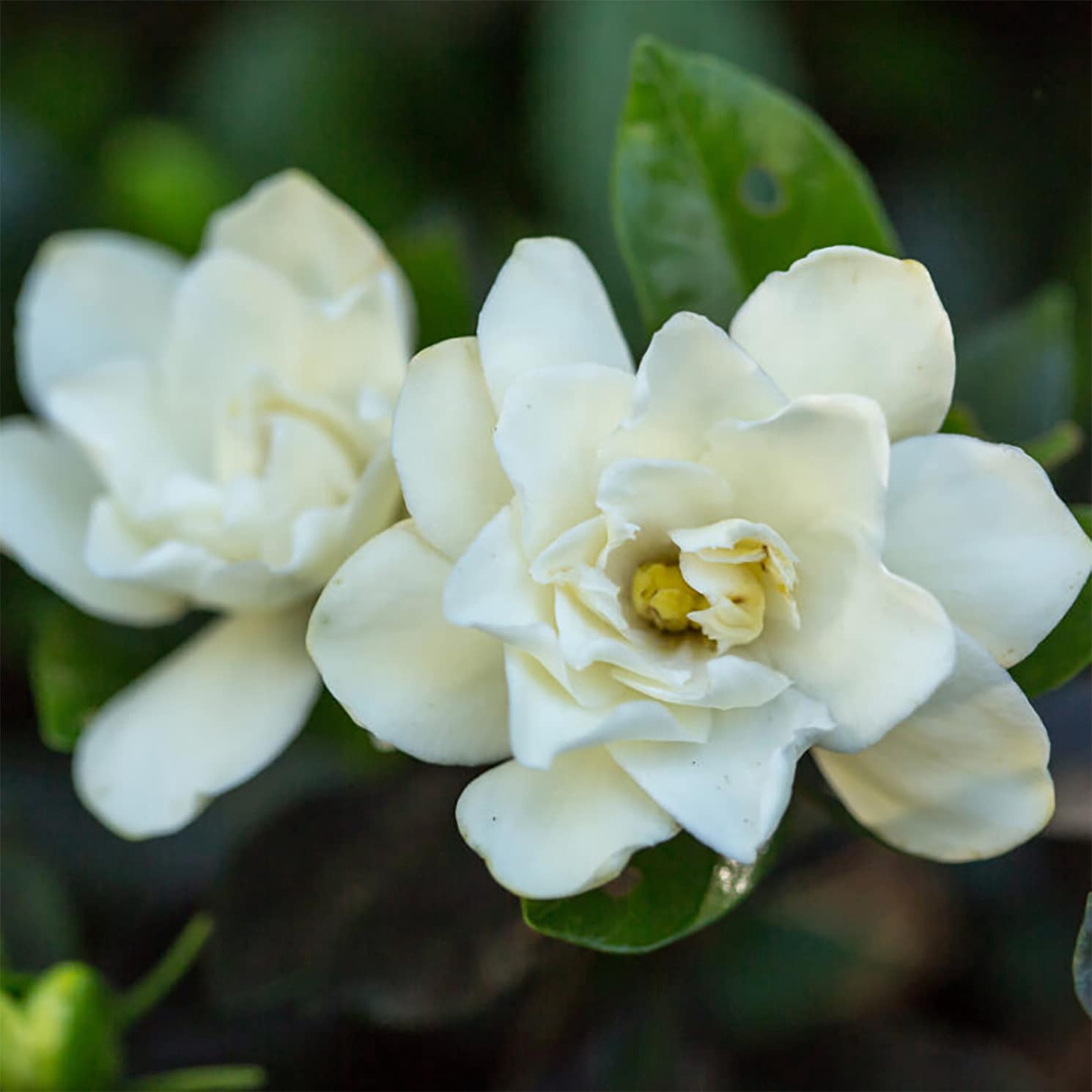 slide 2 of 4, Lowe's Sweet Tea Gardenia Flowering Shrub in 2 -Gallon Pot 1 -Pack with White Blooms, 1 ct