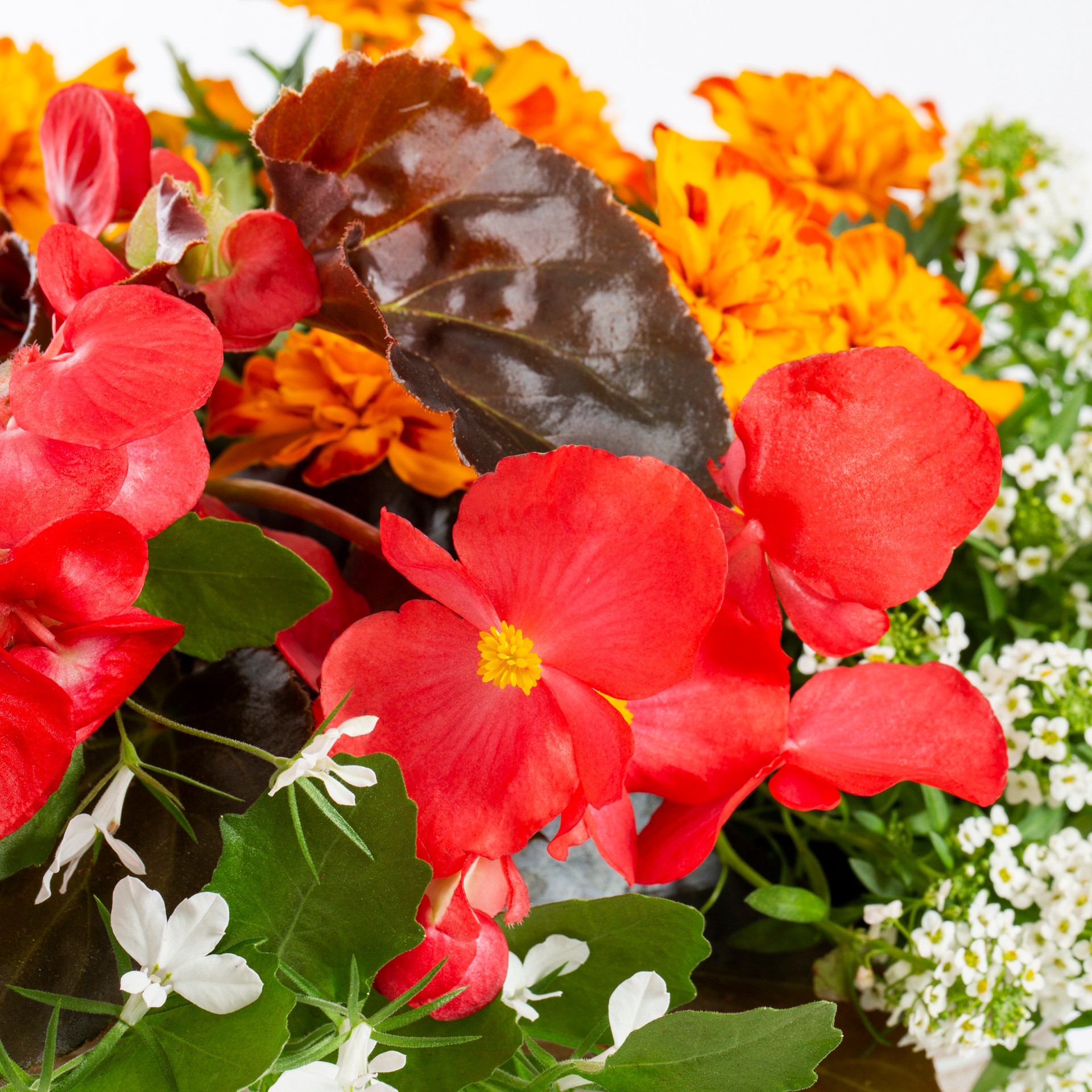 slide 2 of 2, Lowe's Annuals Combo 30 in 2-Gallon, 1 ct