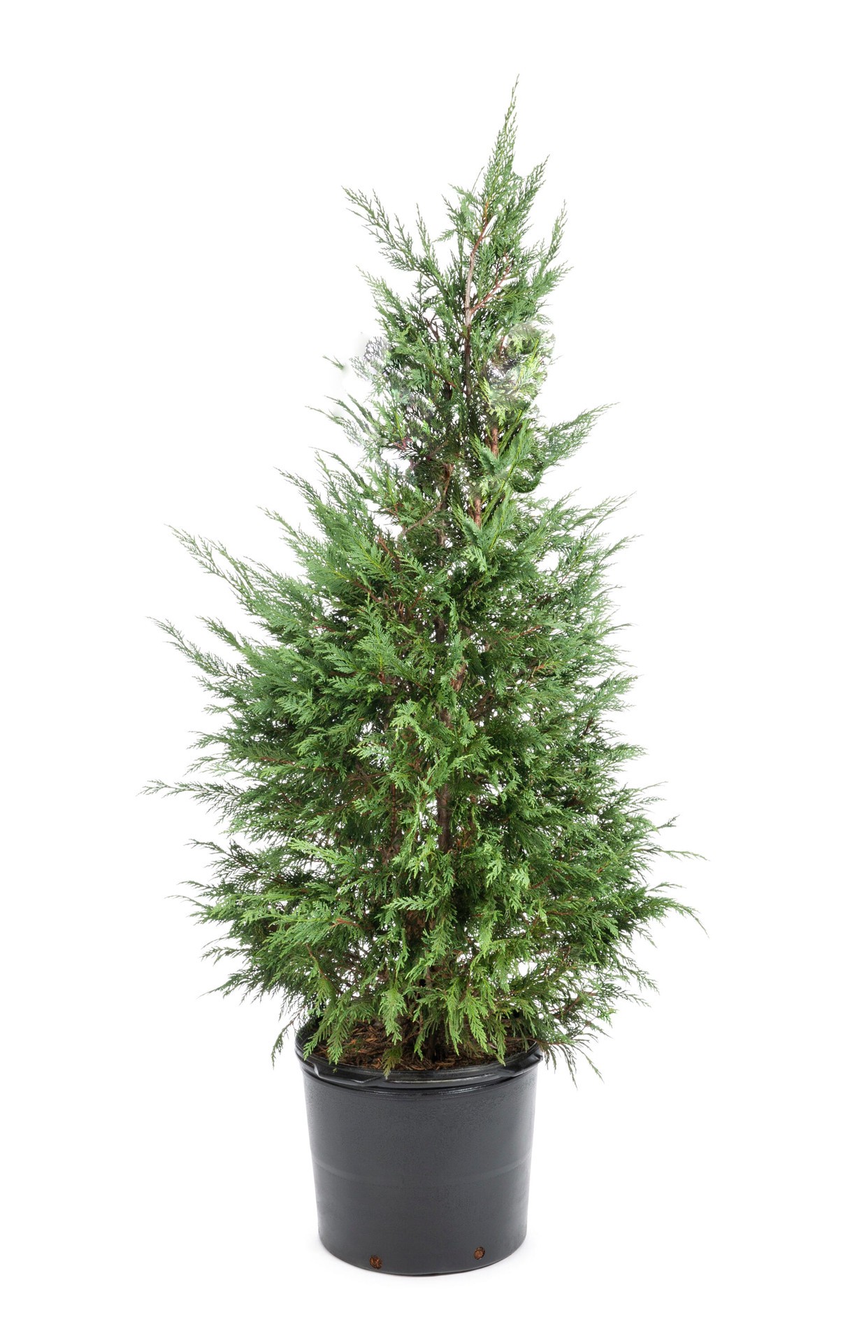 slide 1 of 4, Lowe's Green Giant Arborvitae Screening Shrub in 2.5 -Quart Pot 1 -Pack, 1 ct