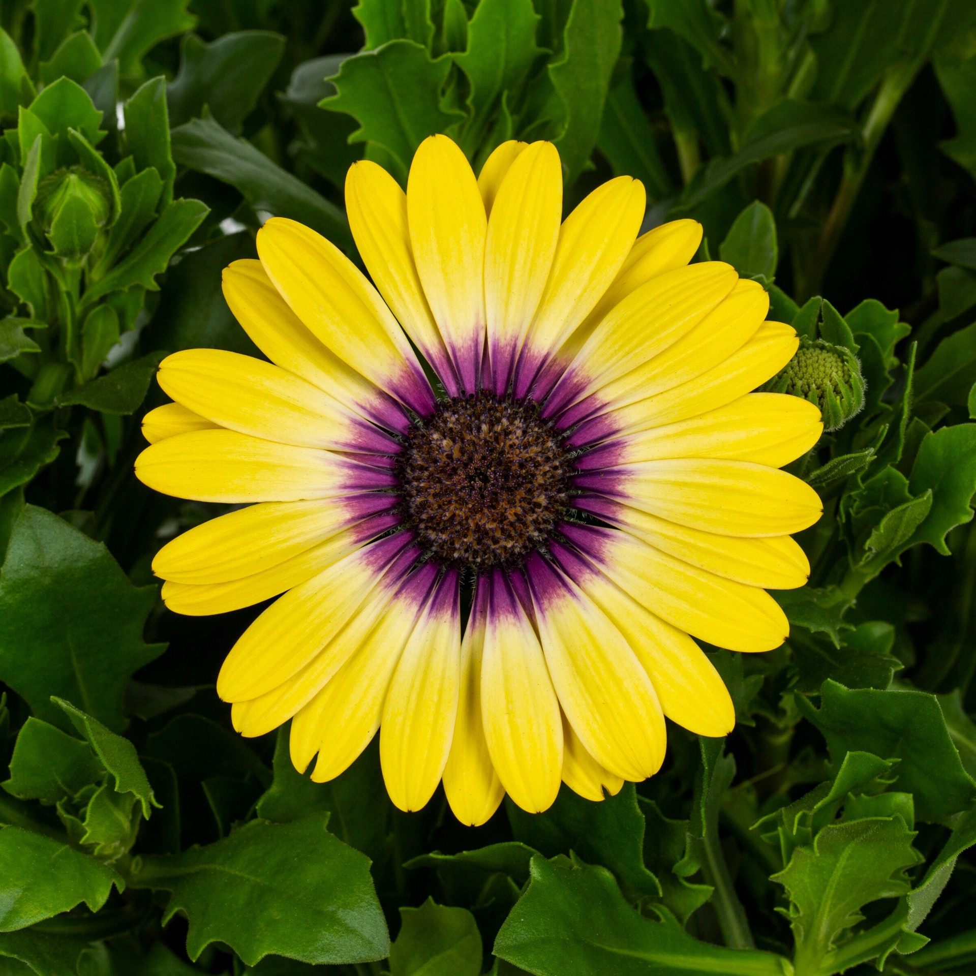 slide 2 of 4, Lowe's Multicolor African Daisy in 3-Quart Pot, 1 ct