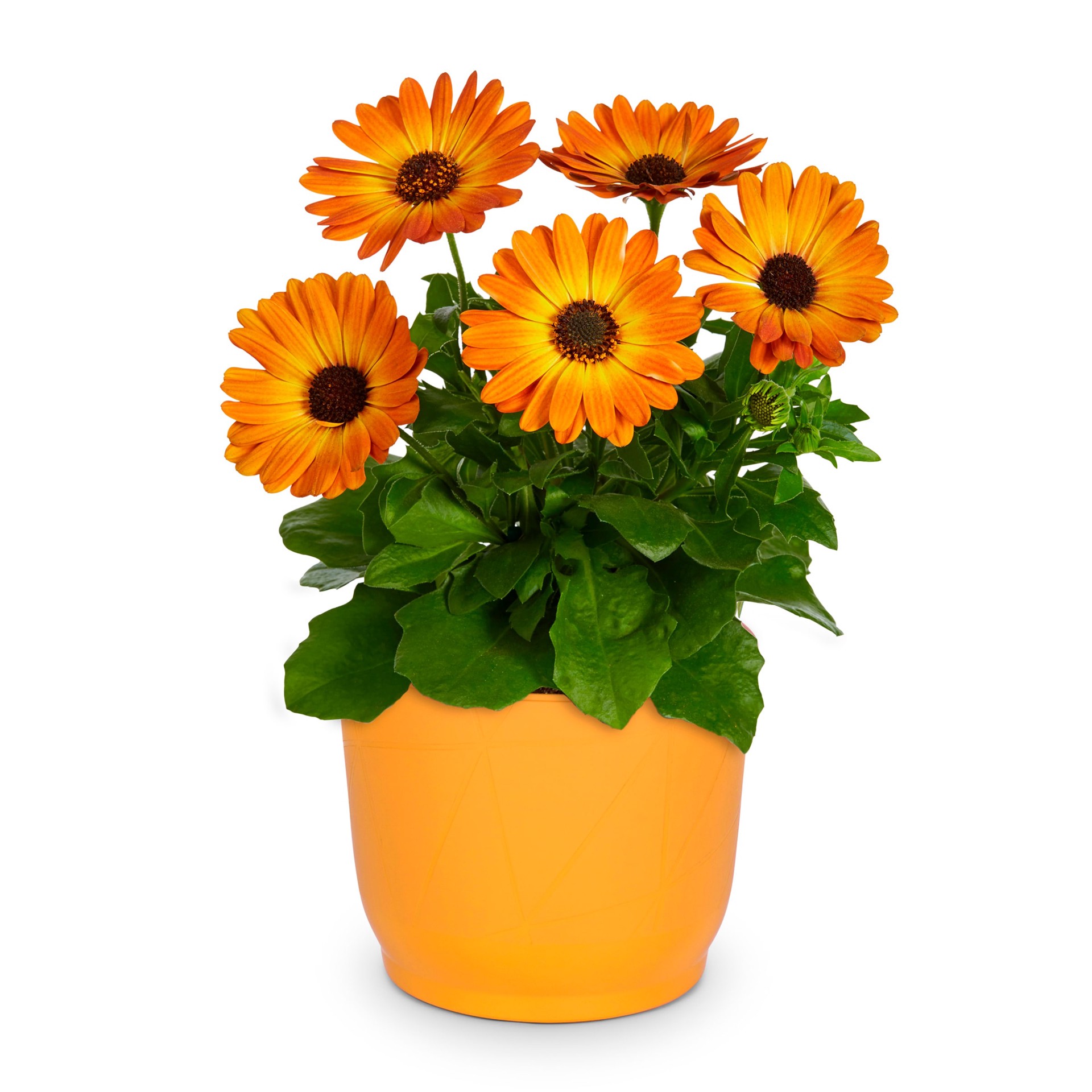 slide 3 of 4, Lowe's Multicolor African Daisy in 3-Quart Pot, 1 ct
