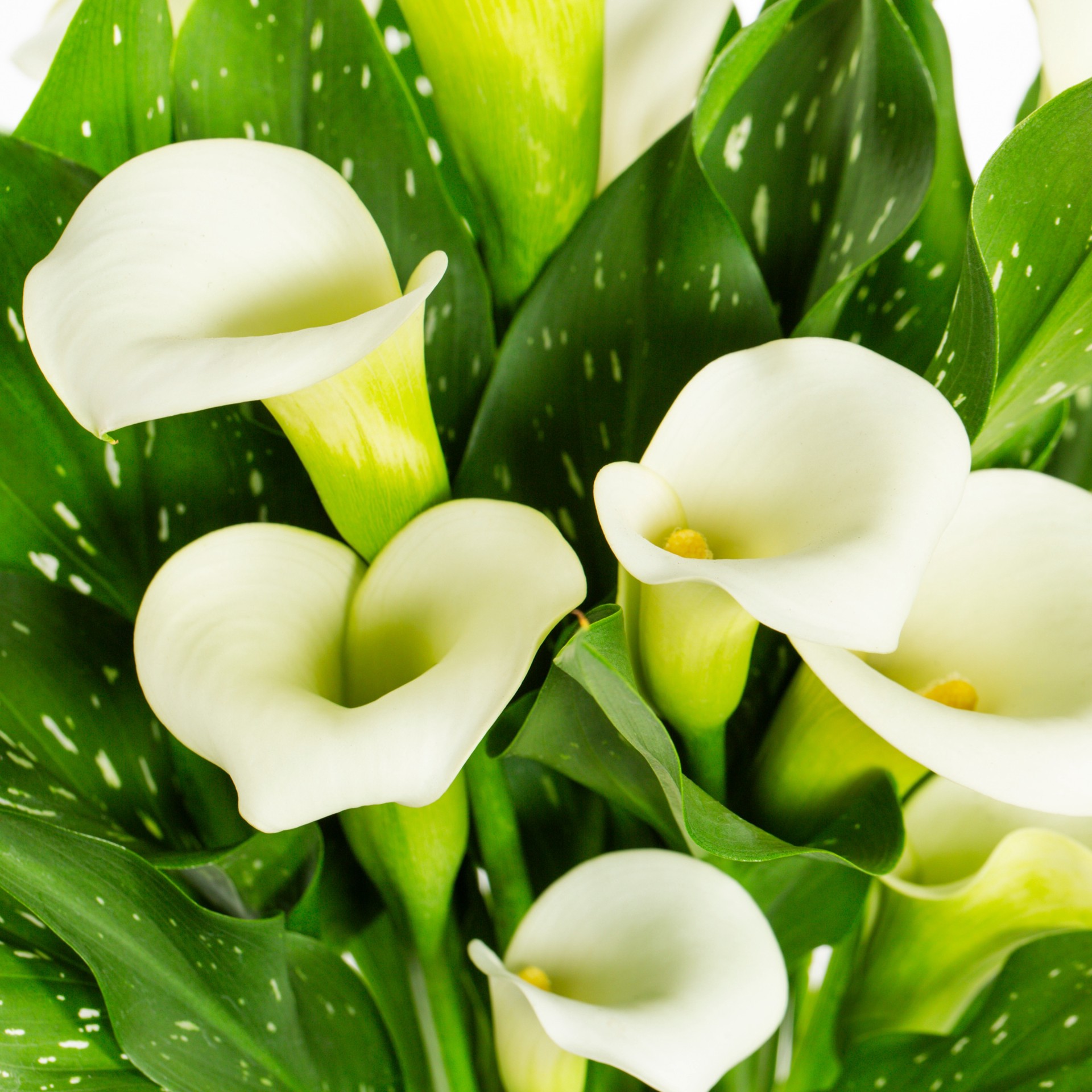 slide 2 of 5, Lowe's Multicolor Calla Lily in 3 Quart(s) Planter 1 -Pack, 1 ct