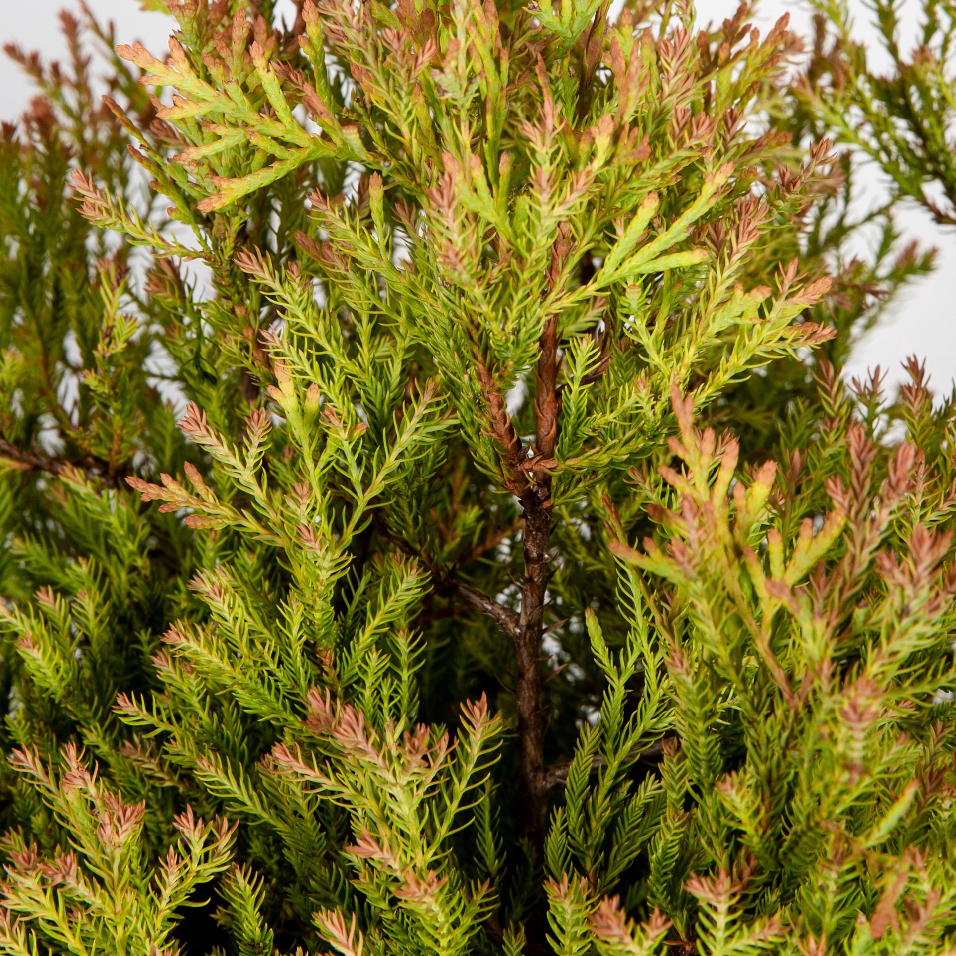 slide 2 of 4, Lowe's Fire Chief Arborvitae Foundation/Hedge Shrub in 3 -Gallon Pot 1.0 -Pack, 1 ct