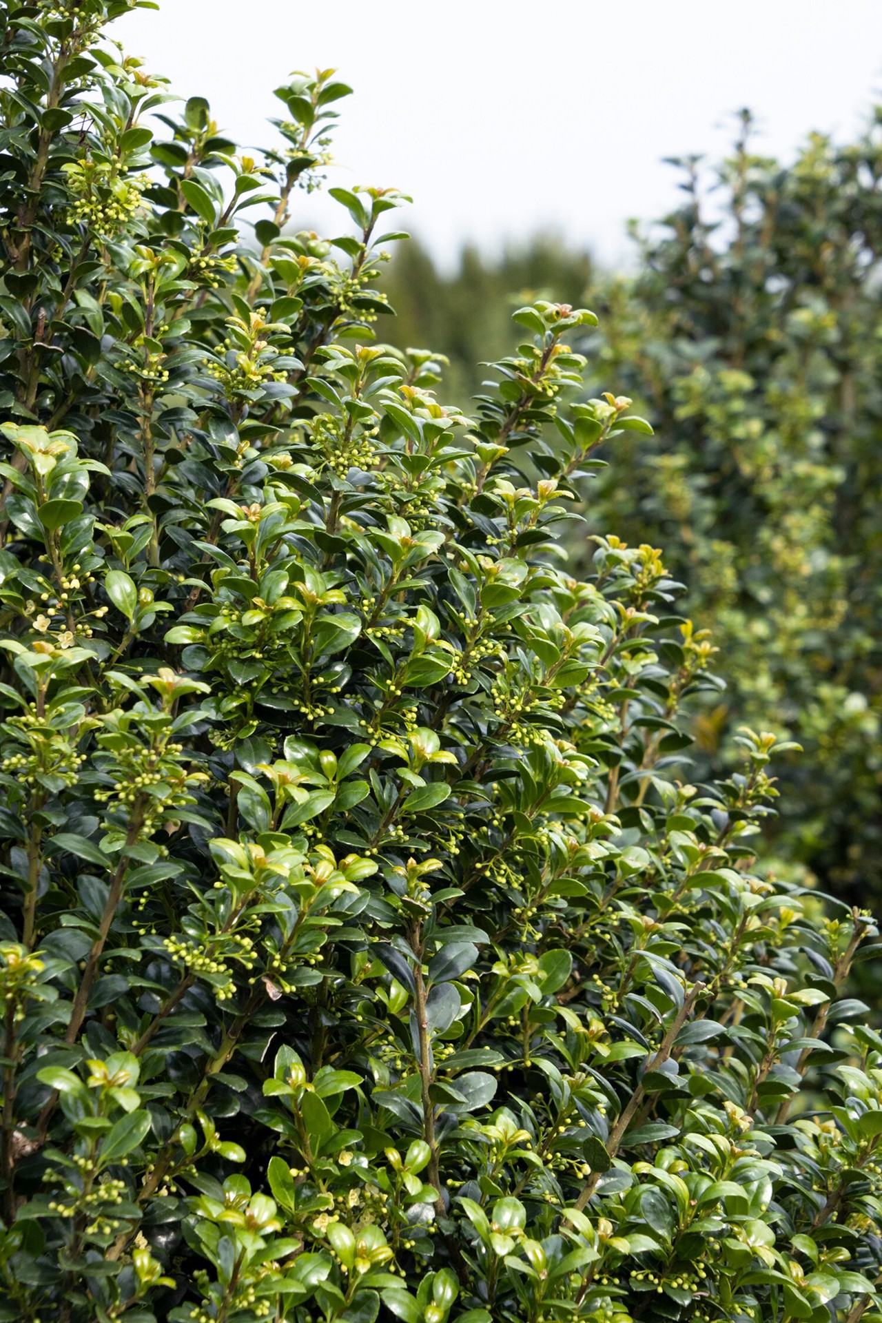 slide 2 of 4, Monrovia Steeds Upright Japanese Holly Feature Shrub in 3.58 -Gallon Pot 1 -Pack with White Blooms, 1 ct
