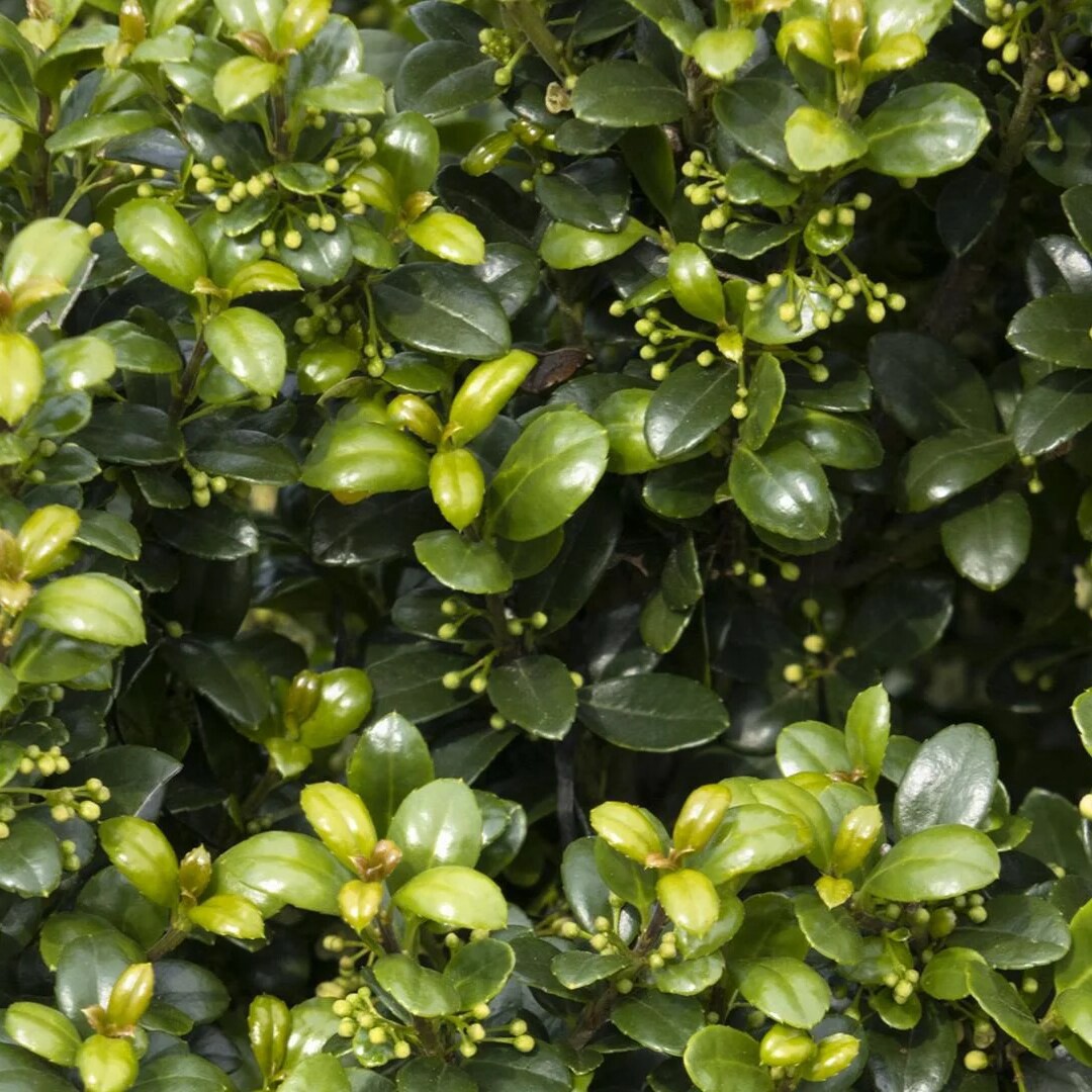 slide 1 of 4, Monrovia Steeds Upright Japanese Holly Feature Shrub in 3.58 -Gallon Pot 1 -Pack with White Blooms, 1 ct