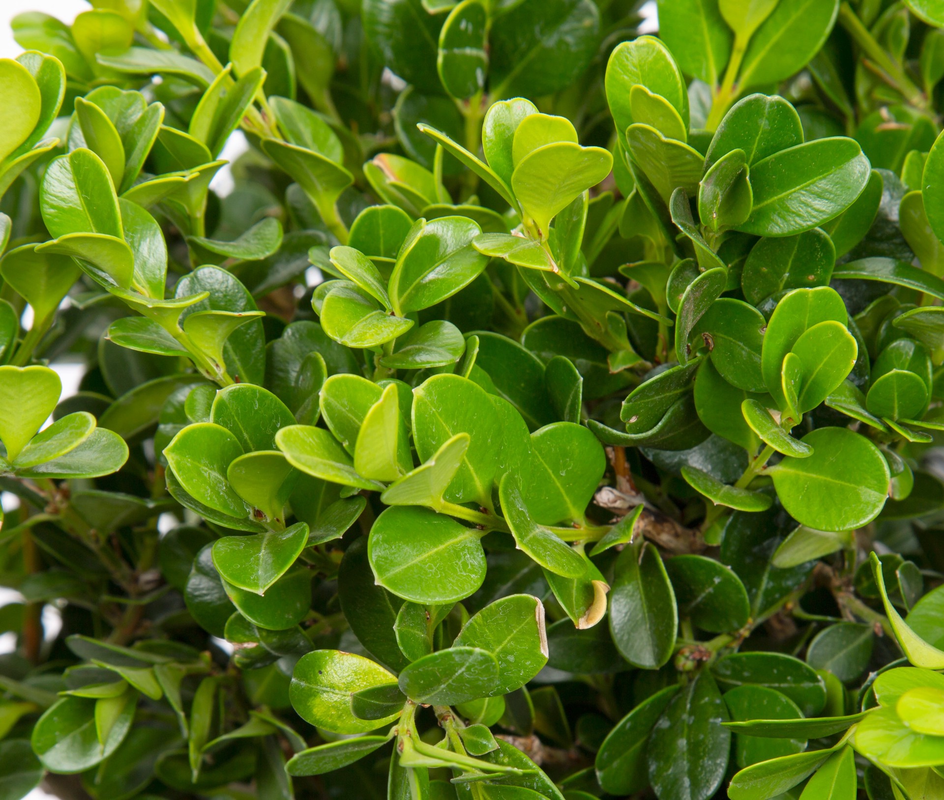 slide 2 of 4, Lowe's Green Velvet Boxwood Foundation/Hedge Shrub in 2.25 -Gallon Pot 1 -Pack with Multicolor Blooms, 1 ct