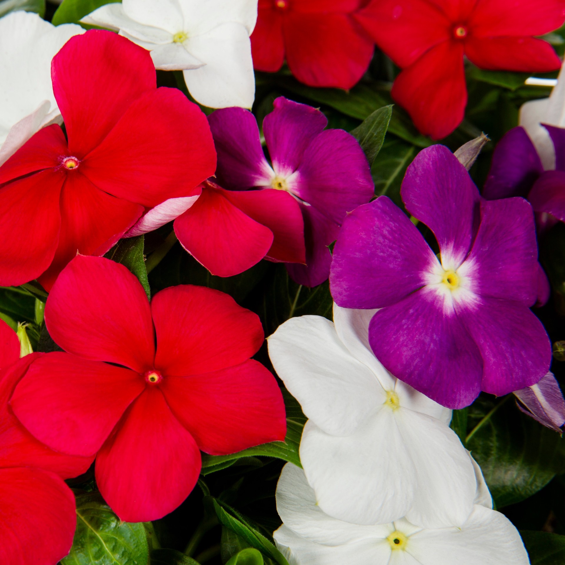 slide 2 of 2, Lowe's Multicolor Vinca in 1.5-Gallon Planter, 1 ct