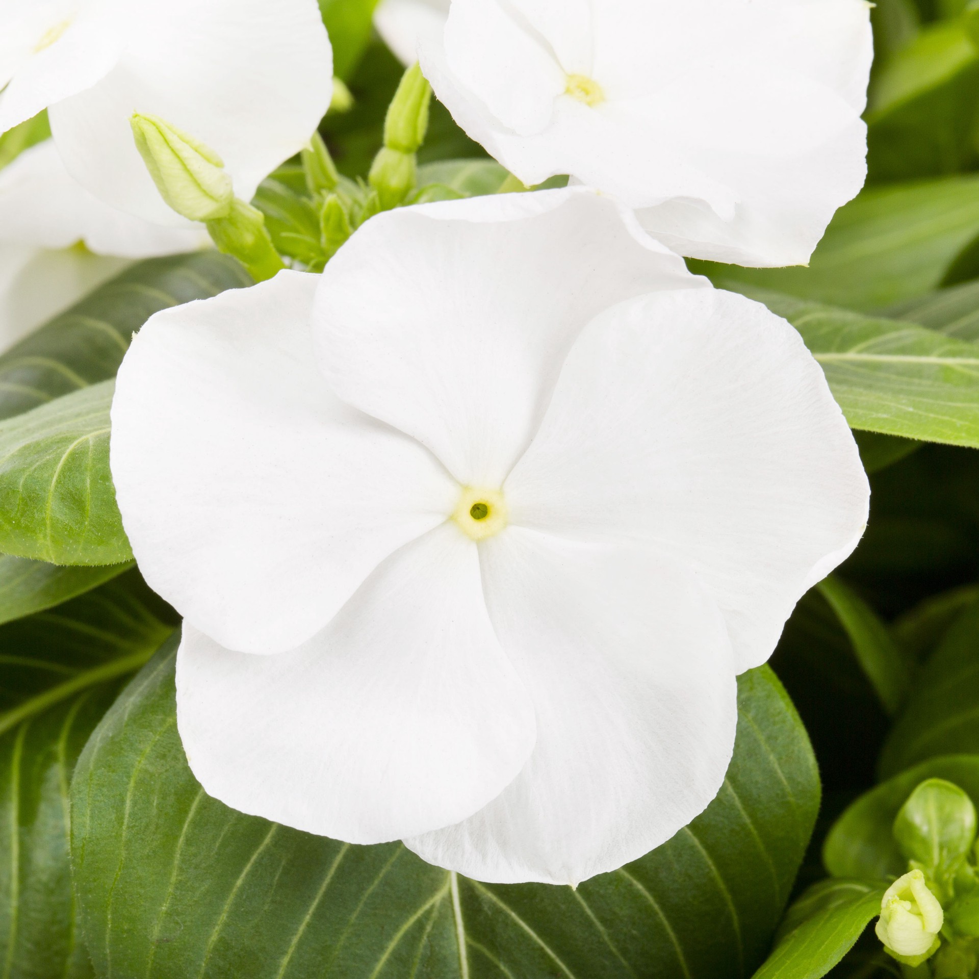 slide 4 of 4, Lowe's Multicolor Vinca in 3-Quart Pot, 1 ct