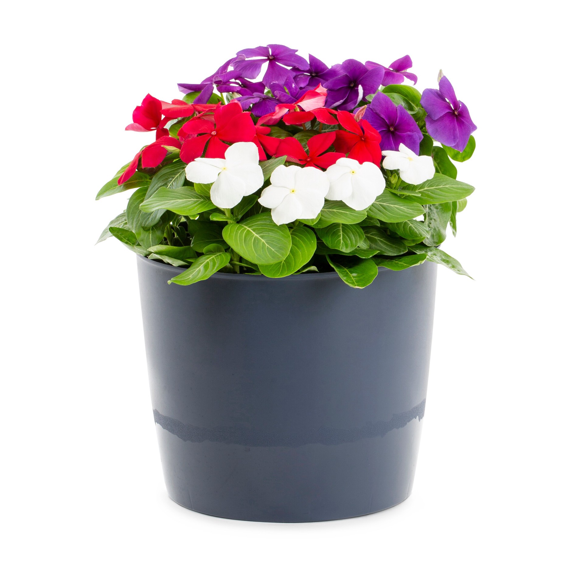 slide 1 of 4, Lowe's Multicolor Vinca in 3-Quart Pot, 1 ct
