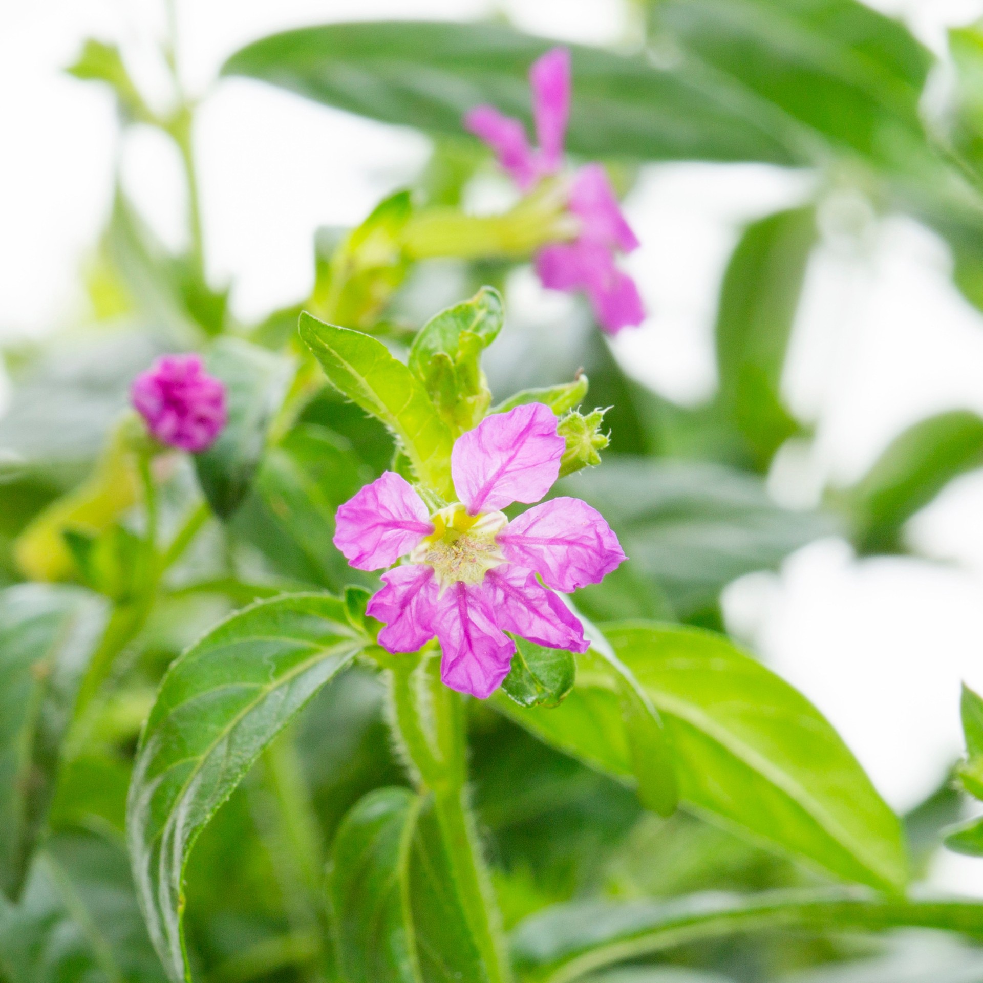 slide 2 of 4, Lowe's Winter Heath Flowering Shrub in 1.5 -Gallon Pot 1 -Pack with Pink Blooms, 1 ct