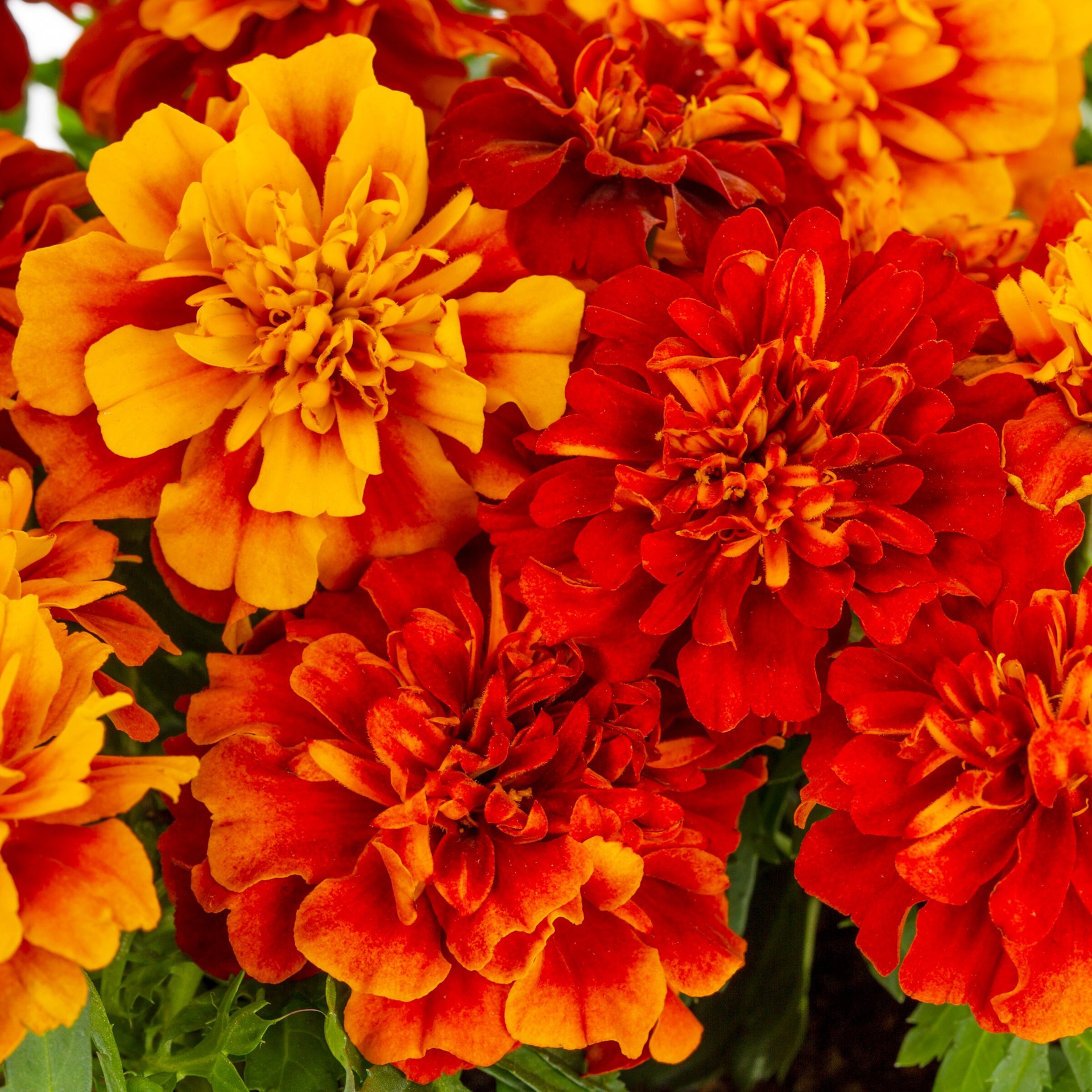 slide 2 of 2, Lowe's Marigold in 6-Pack, 1 ct