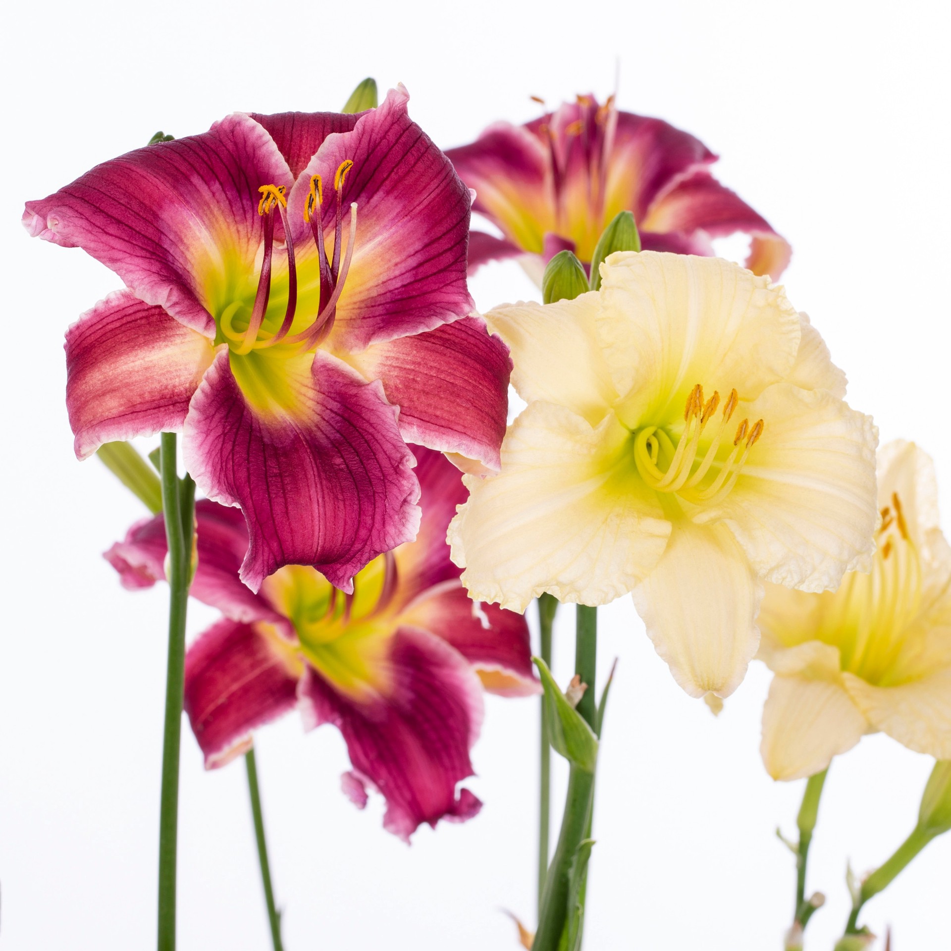 slide 2 of 6, Lowe's Multicolor Daylily Plant in 1.50 -Gallon Pot, 1 ct